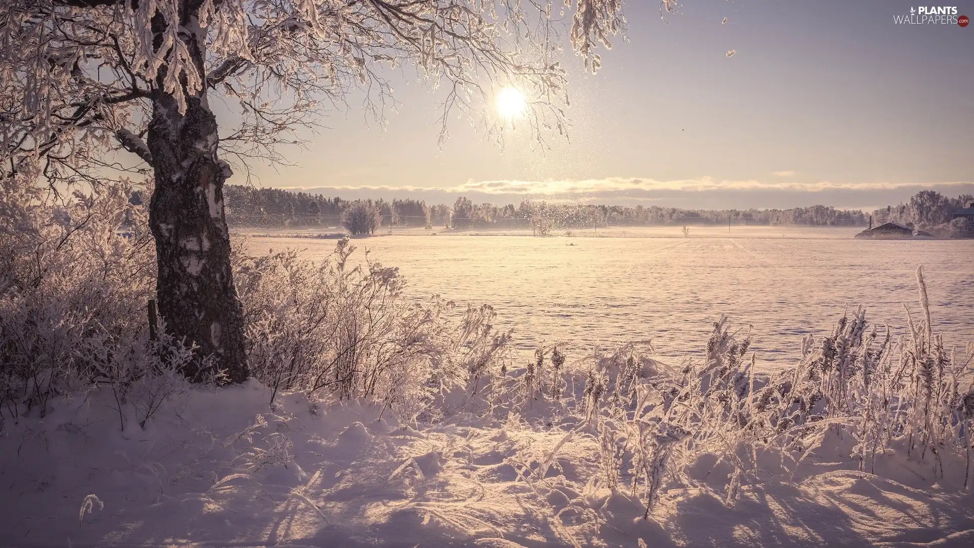 viewes, winter, Field, Sunrise, birch-tree, trees