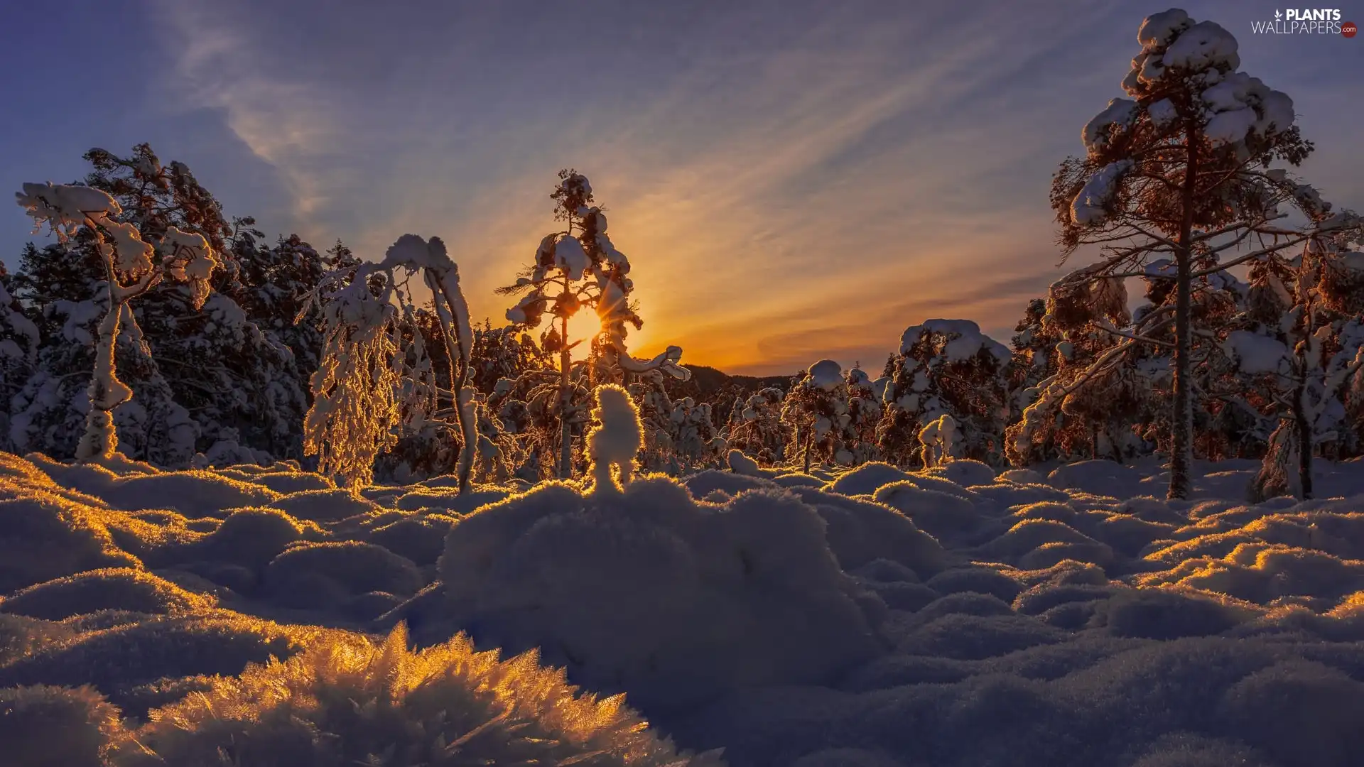 trees, winter, Great Sunsets, snow, viewes, Snowy
