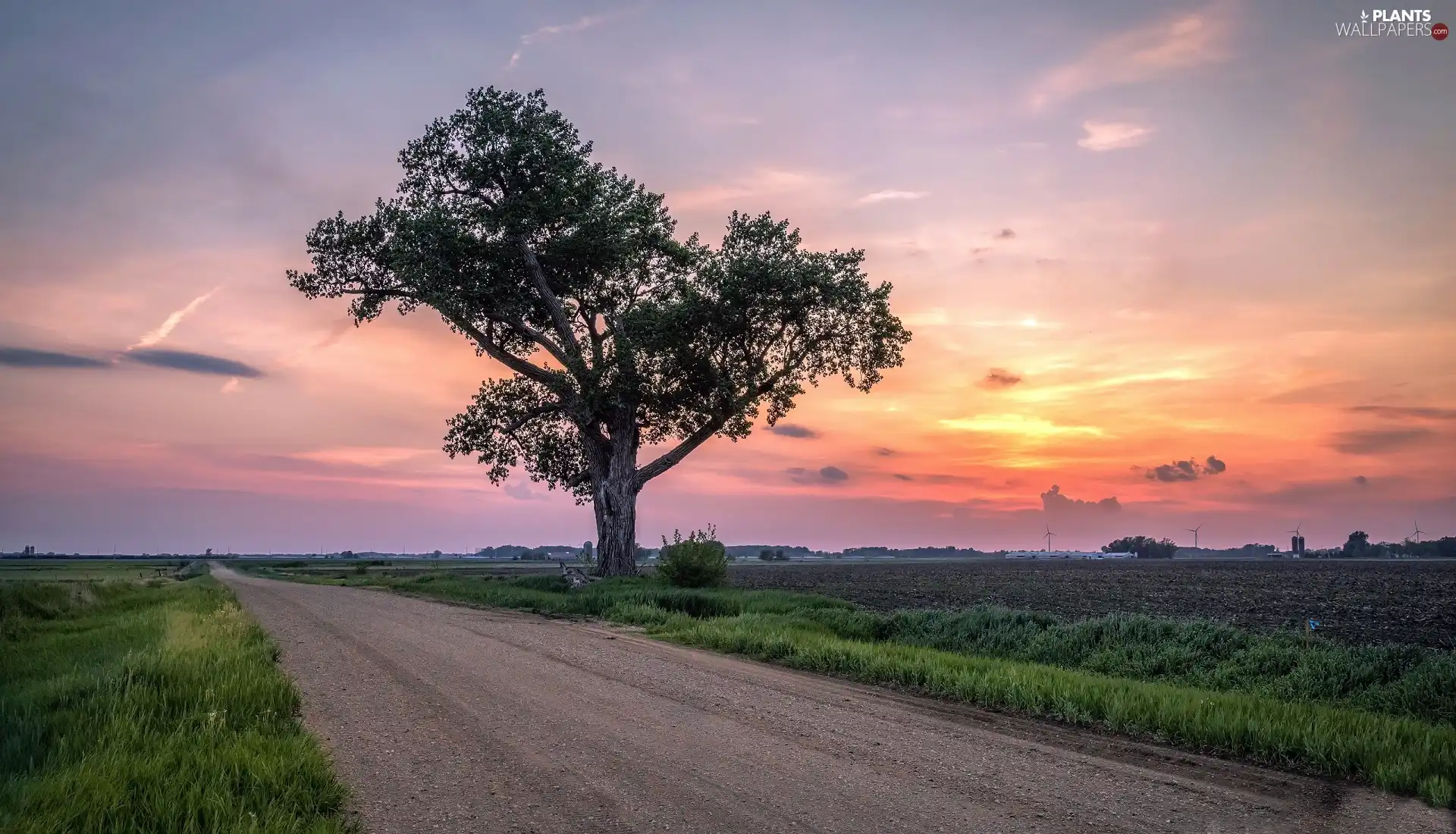 Great Sunsets, trees, field, Way