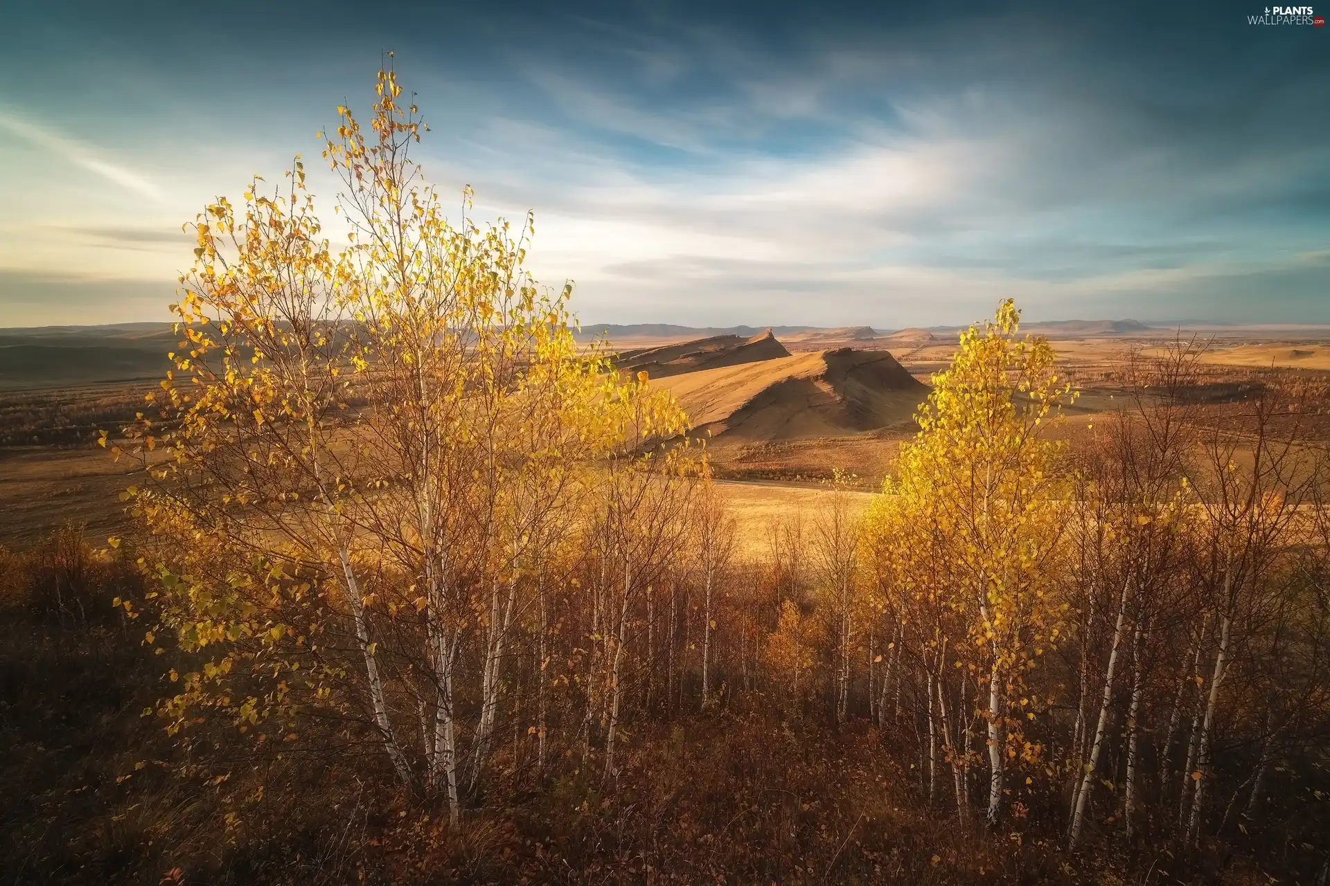viewes, autumn, birch, The Hills, Yellowed, trees