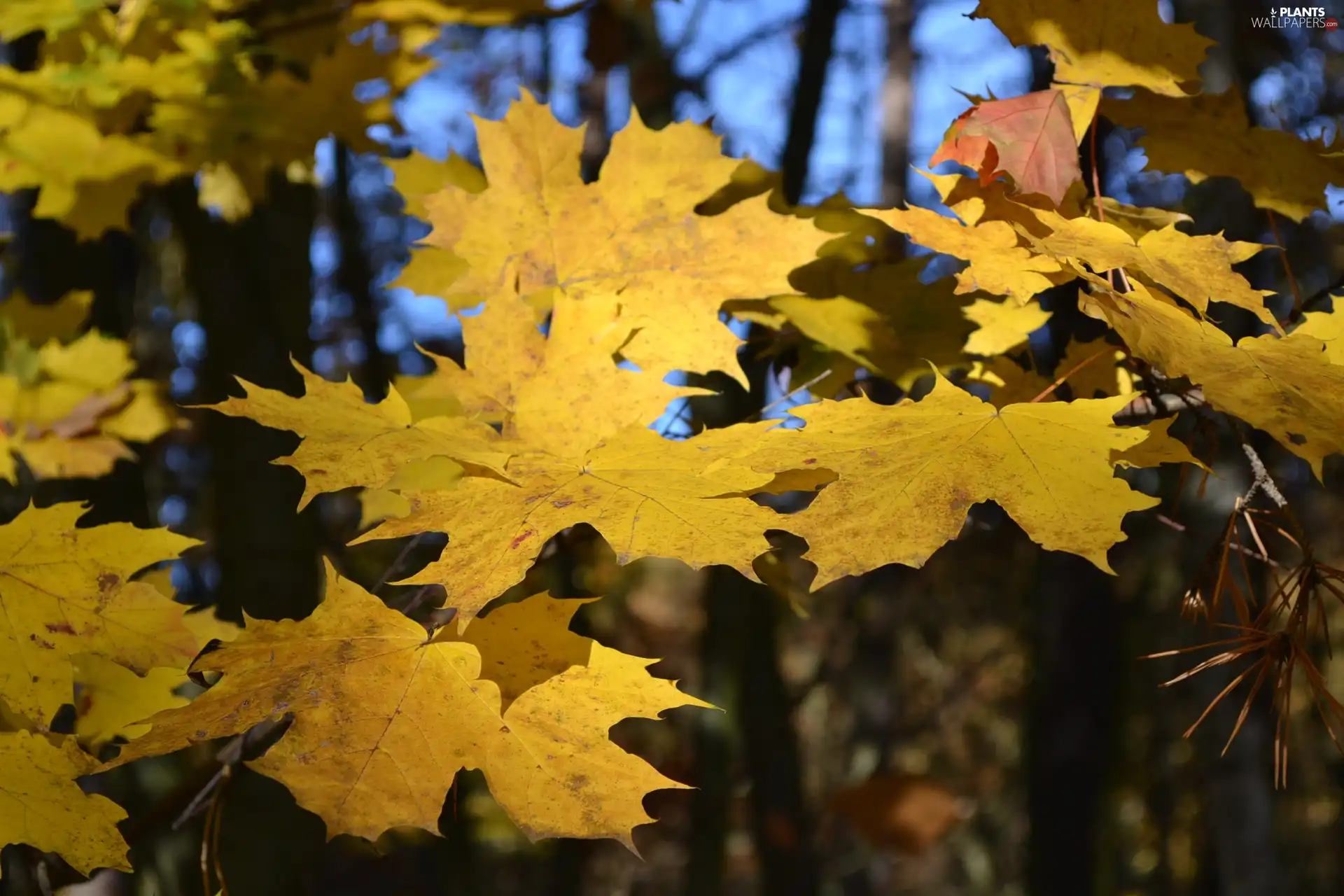 The clear, Sky, Leaf, maple, Yellow
