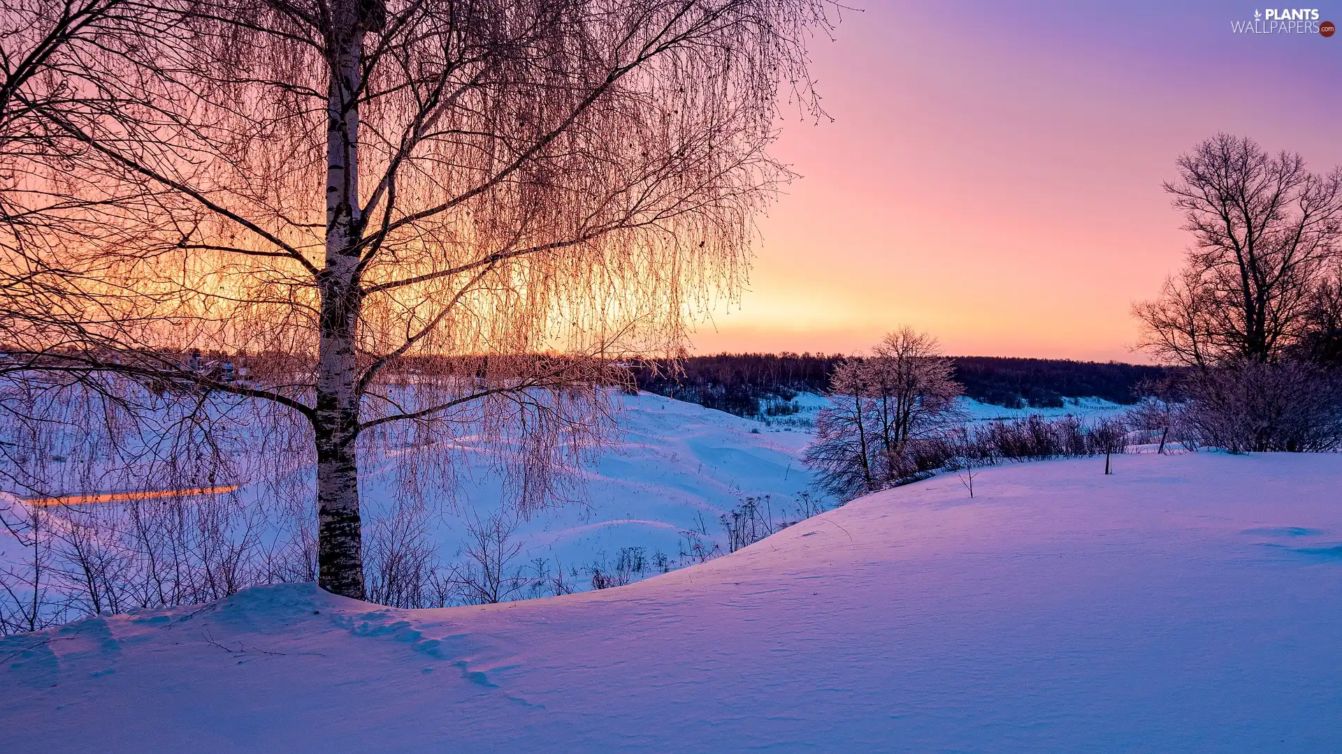 The Hills, winter, viewes, birch-tree, trees, Great Sunsets
