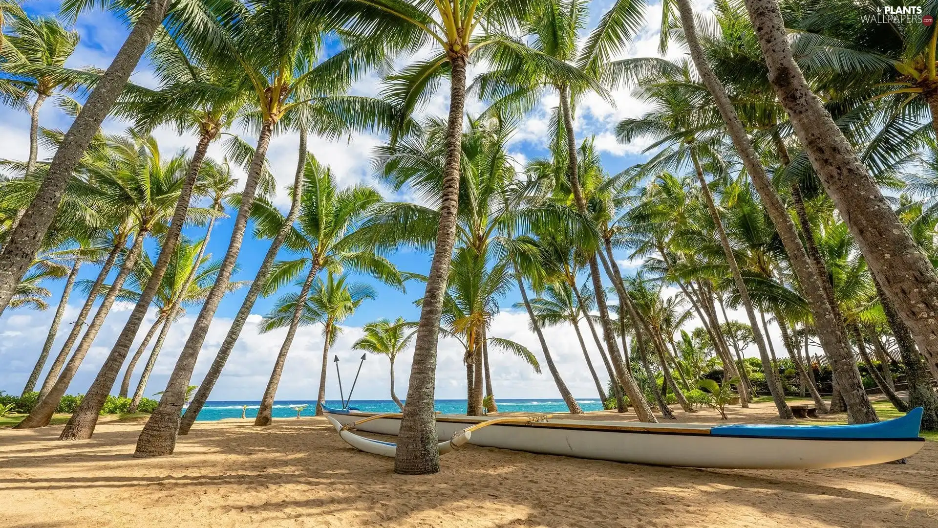 sea, Aloha State Hawaje, Boat, Palms, The United States, Beaches, clouds