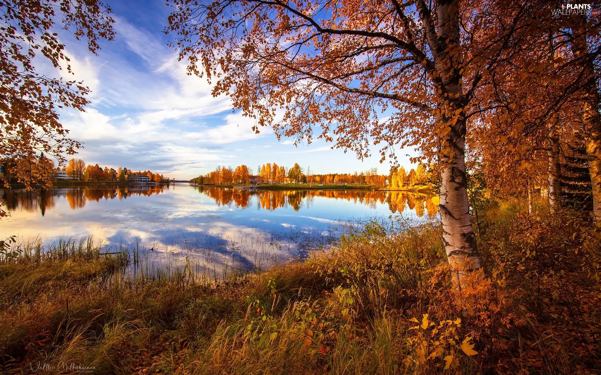 trees, lake, birch-tree, grass, viewes, autumn