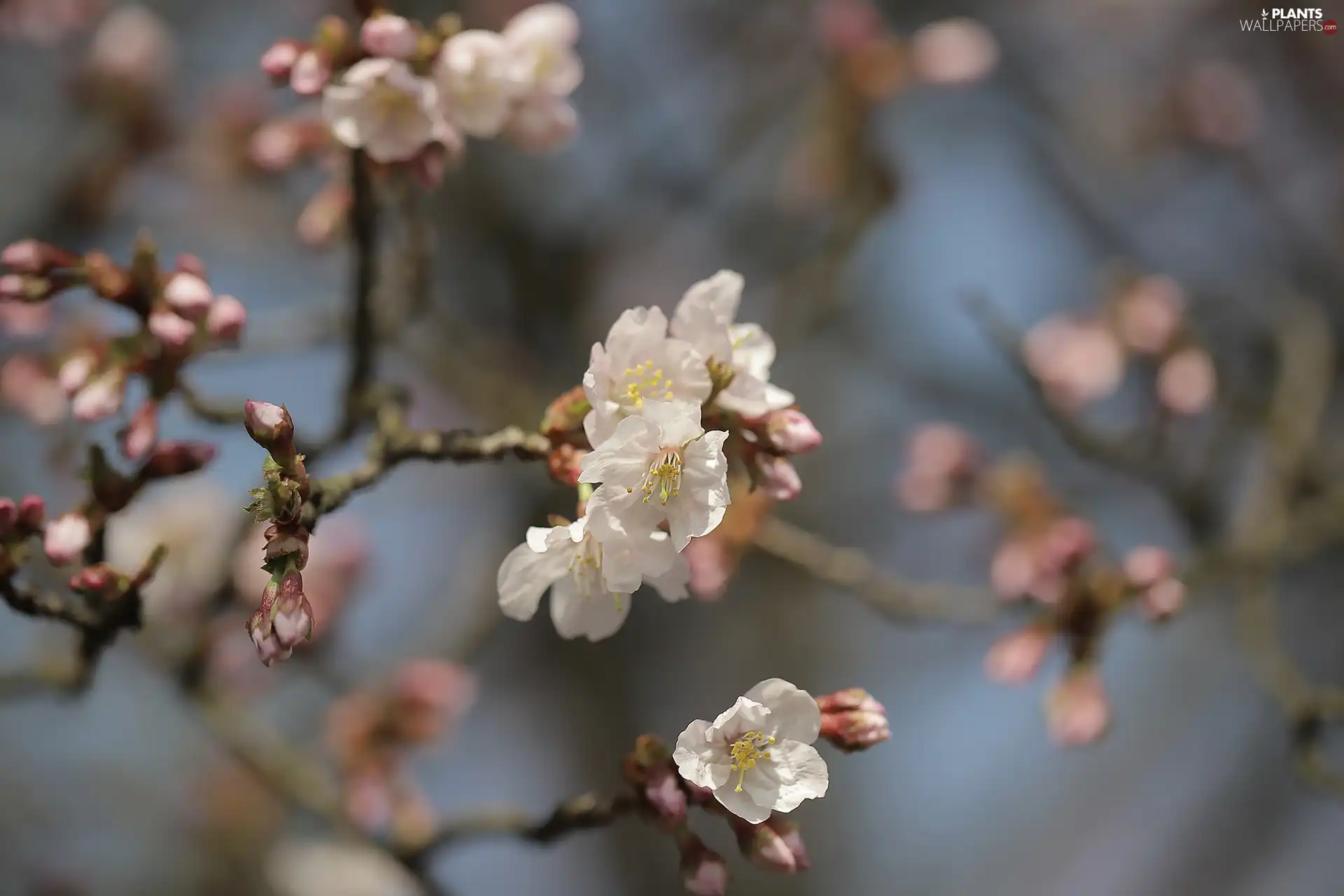 Colourfull Flowers, Fruit Tree, twig, Pink, Blossoming