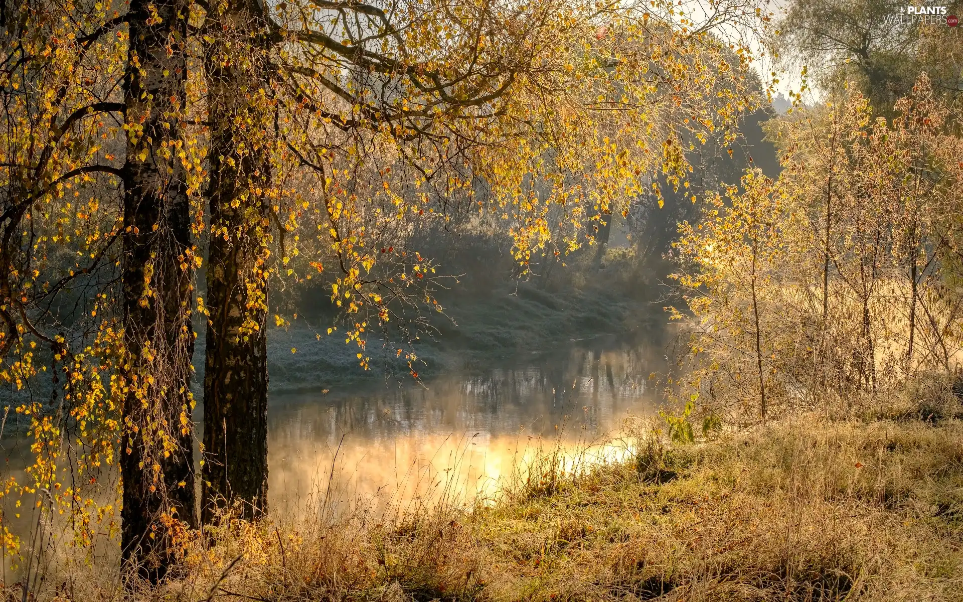 viewes, River, Fog, trees, autumn, birch, grass