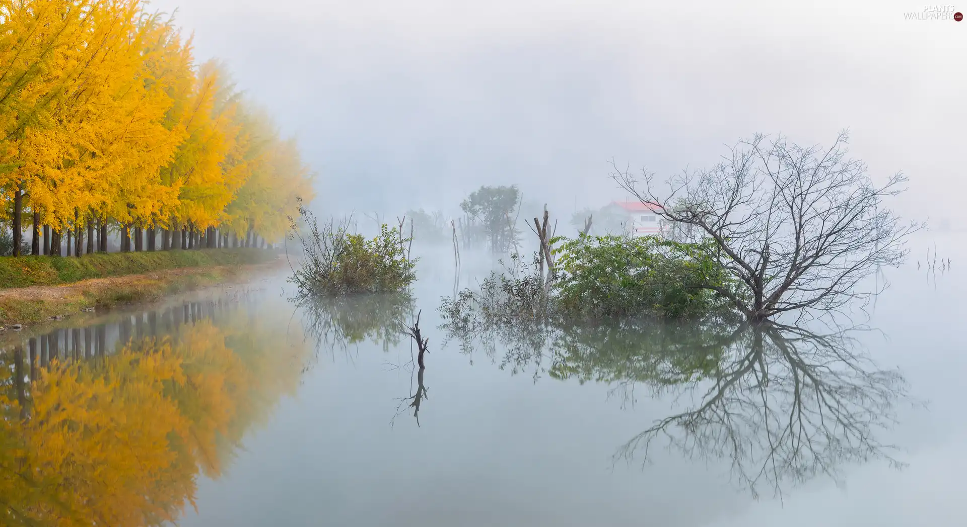 viewes, River, Fog, trees, autumn, Way, Houses