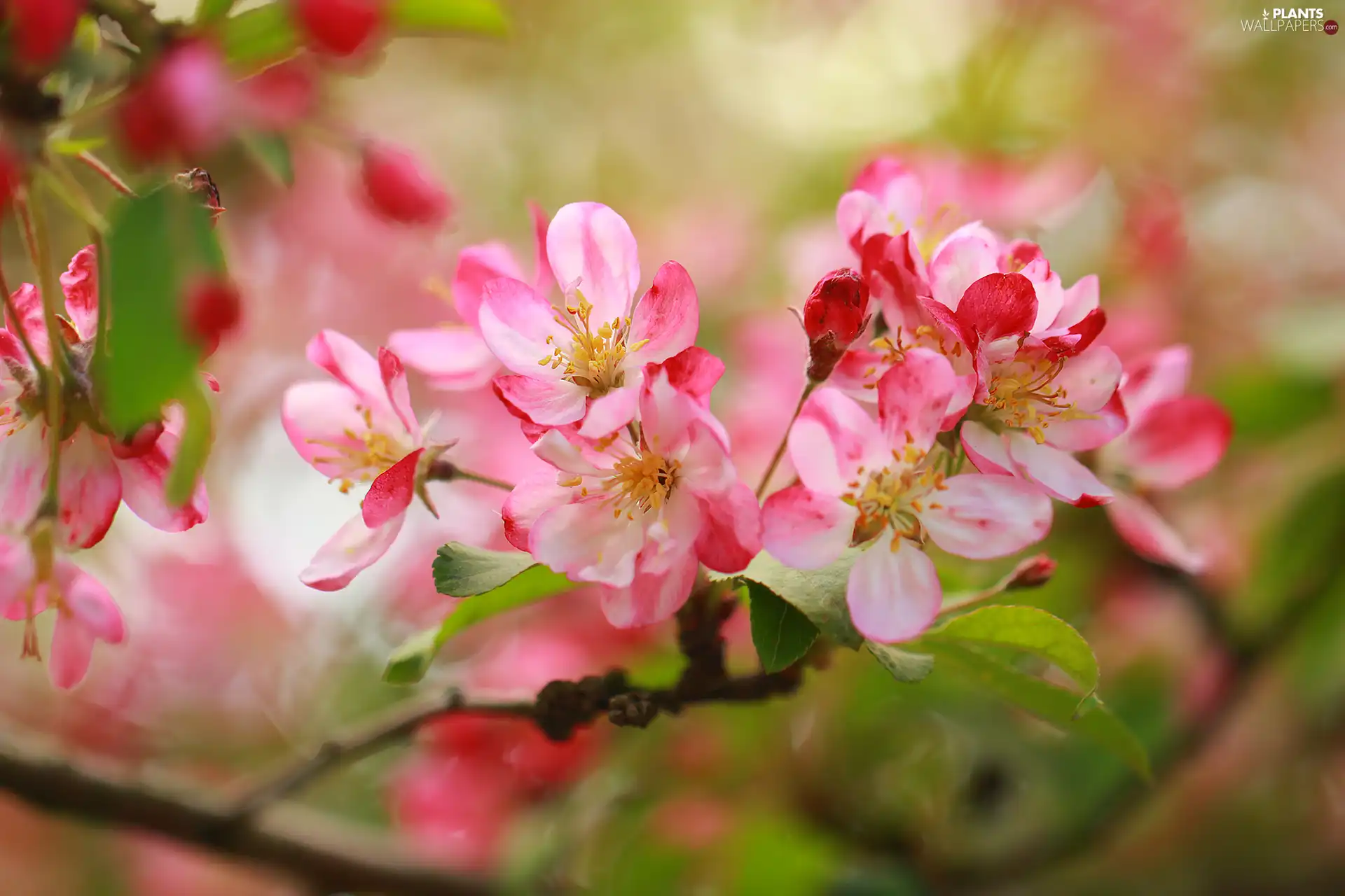 trees, fruit, Flowers, apple-tree, Pink