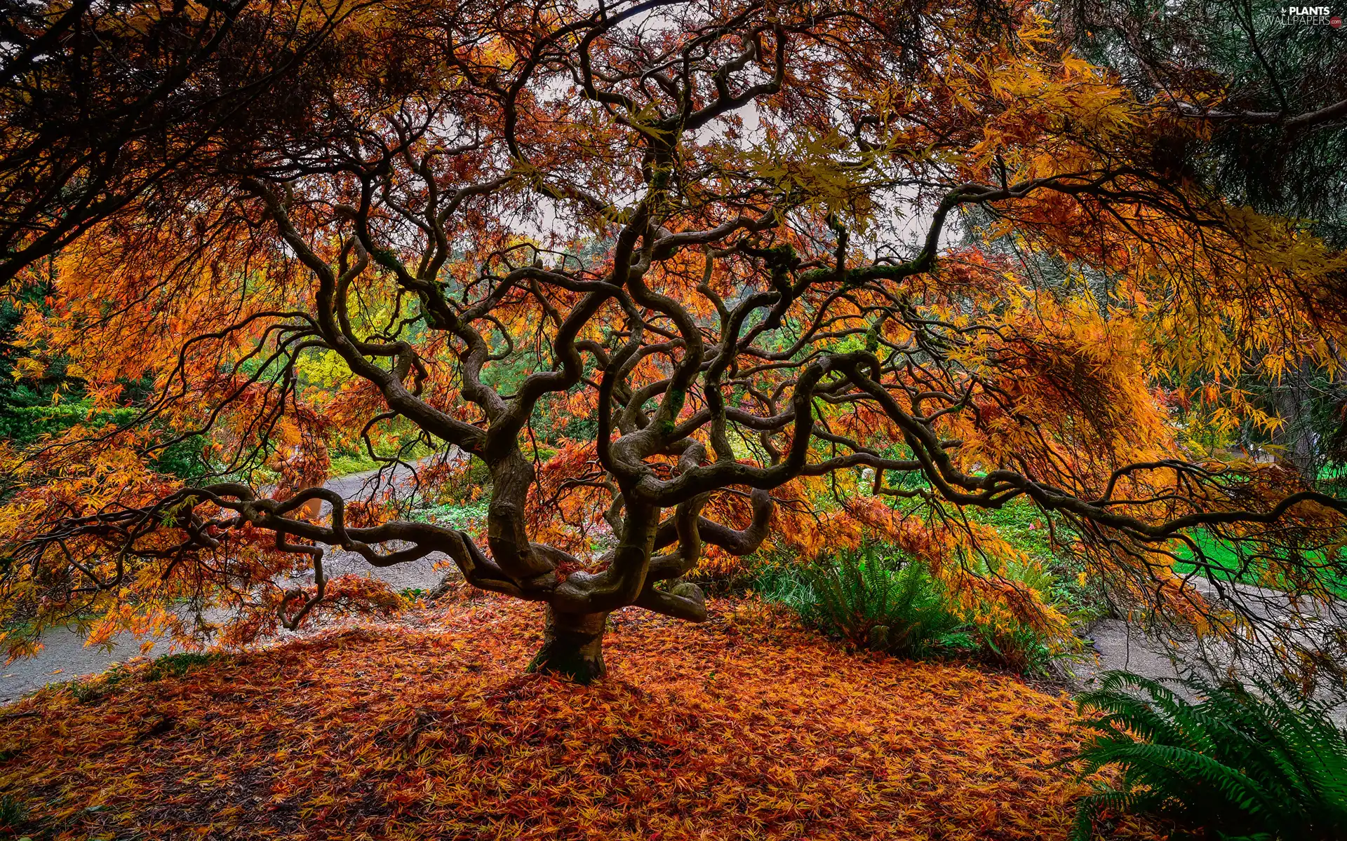Park, trees, Japanese Maple, autumn