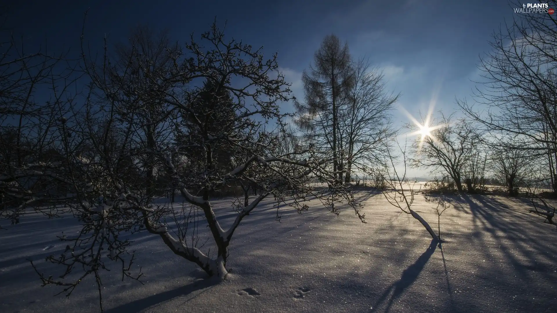 viewes, rays of the Sun, snow, trees, winter