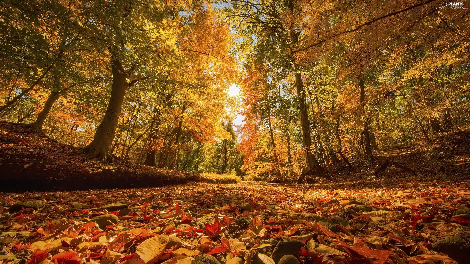 trees, autumn, Leaf, rays of the Sun, viewes, forest