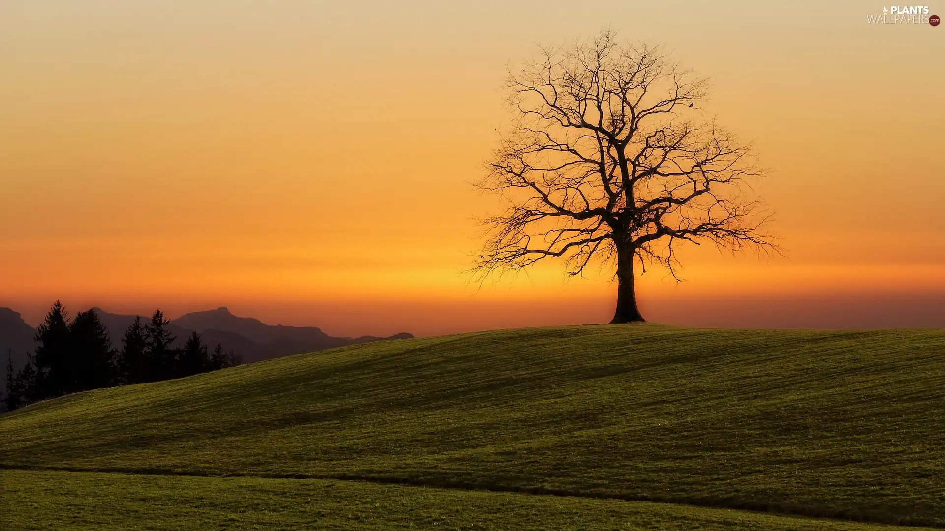 Great Sunsets, Field, trees