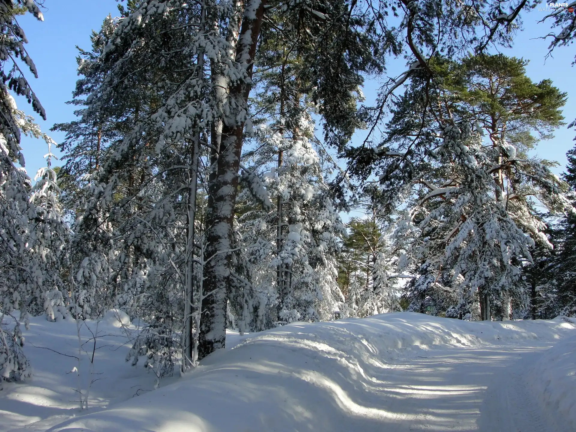 trees, viewes, Way, Snowy, forest