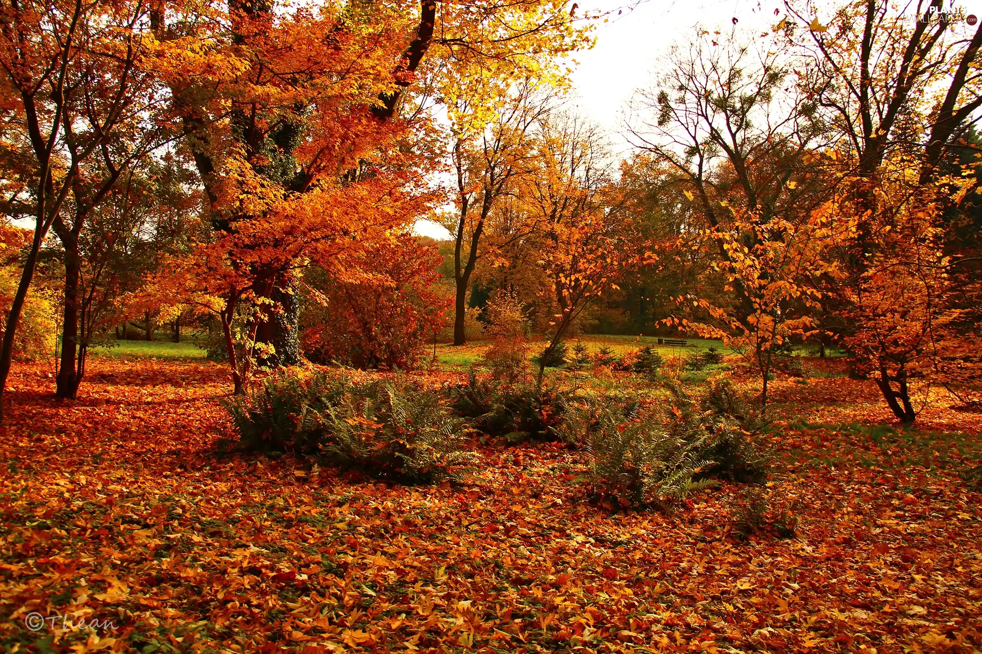 color, Garden, trees, viewes, Leaf, autumn