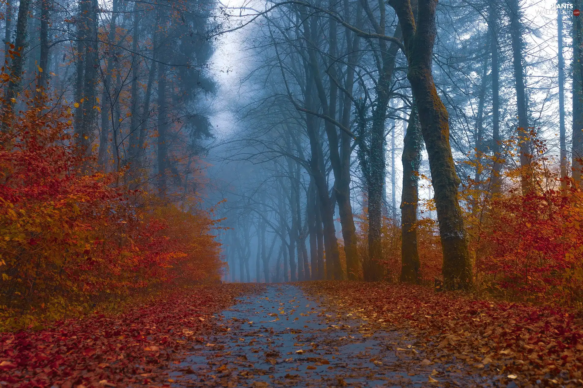 viewes, forest, Way, trees, autumn, Bush, Fog