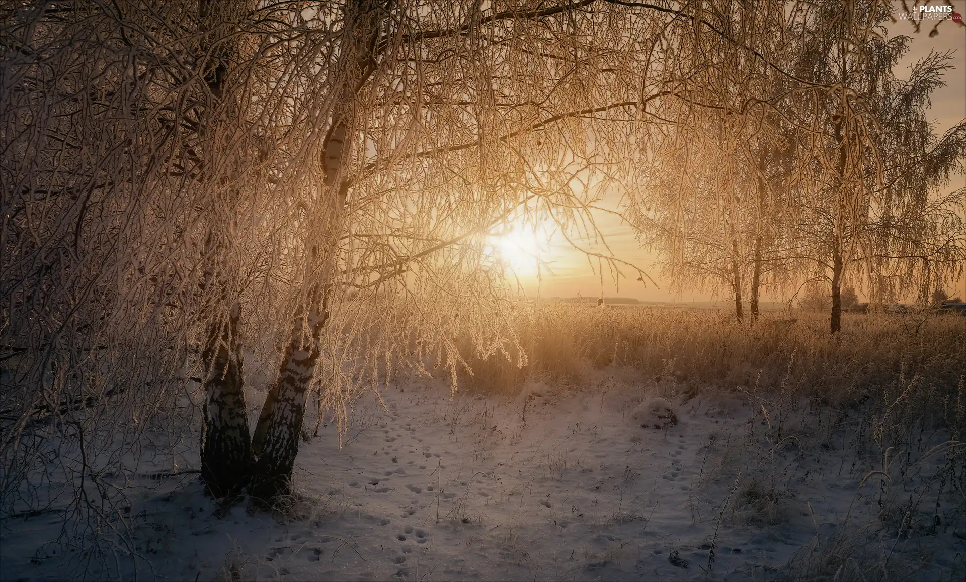 viewes, Snowy, winter, trees, frosty, grass, Sunrise