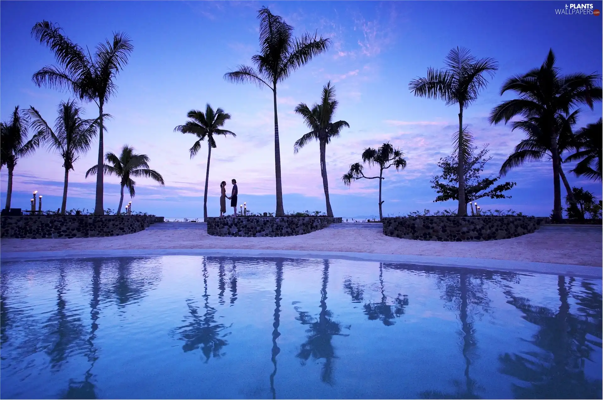 Palms, water, Tropical, container