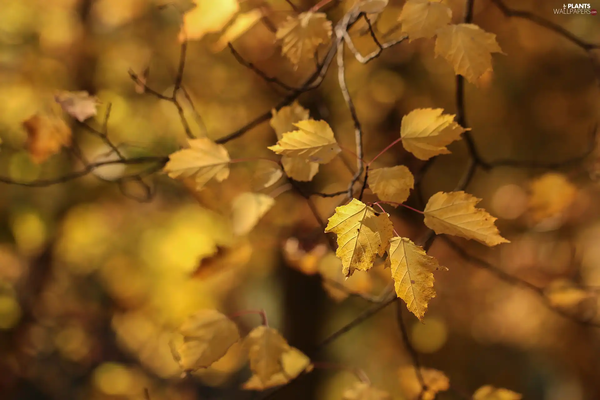 Yellow, twig, blurry background, Leaf