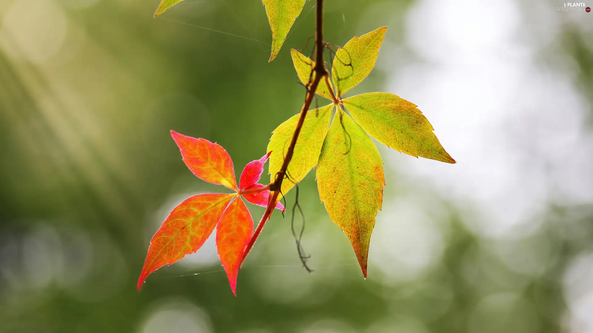 Leaf, twig, grape-vine, autumn