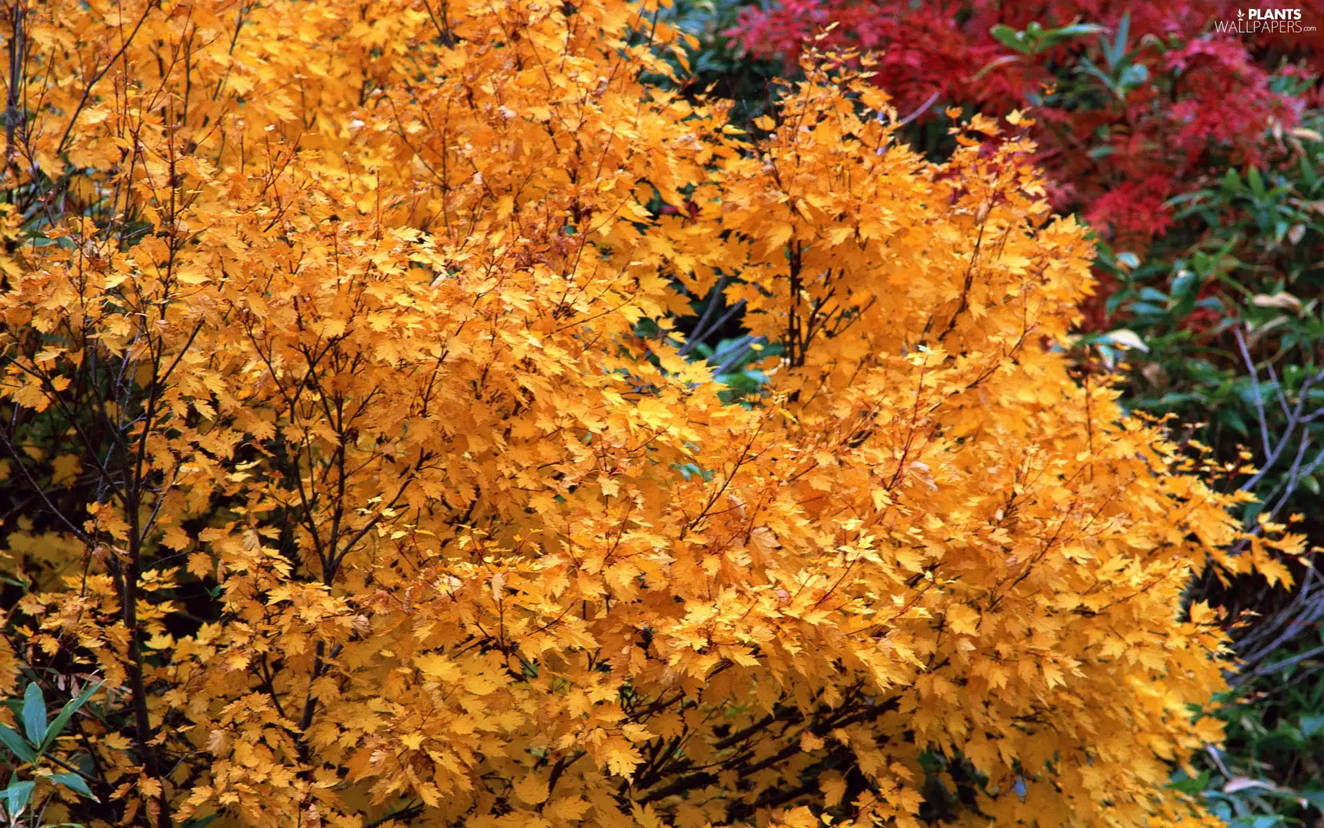 autumn, Leaf, Twigs, Yellow