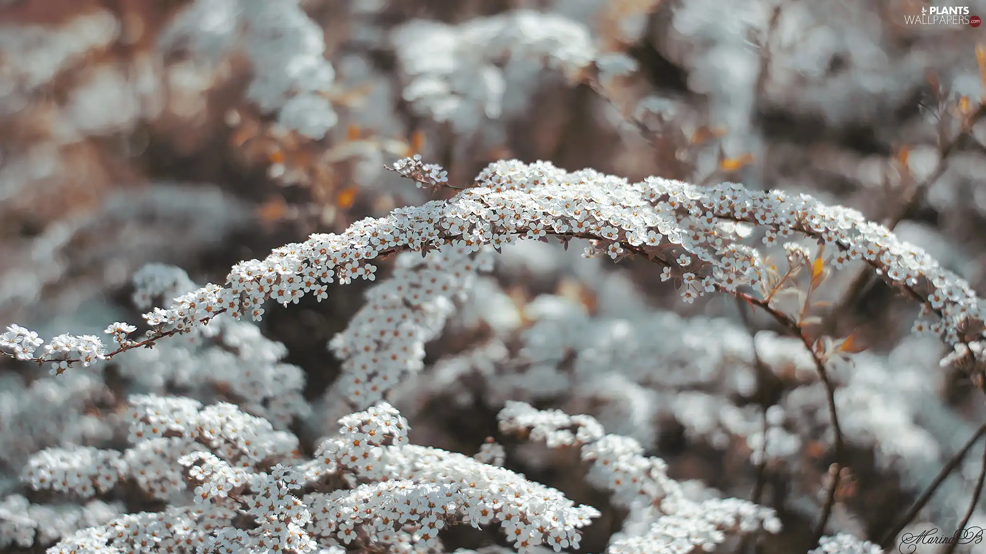 White, Twigs, Spiraea Grey, Flowers