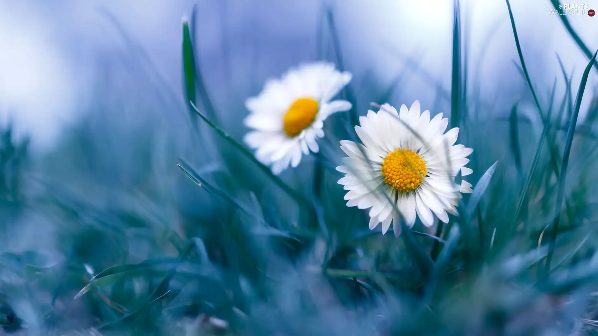 Flowers, daisies, grass, Two