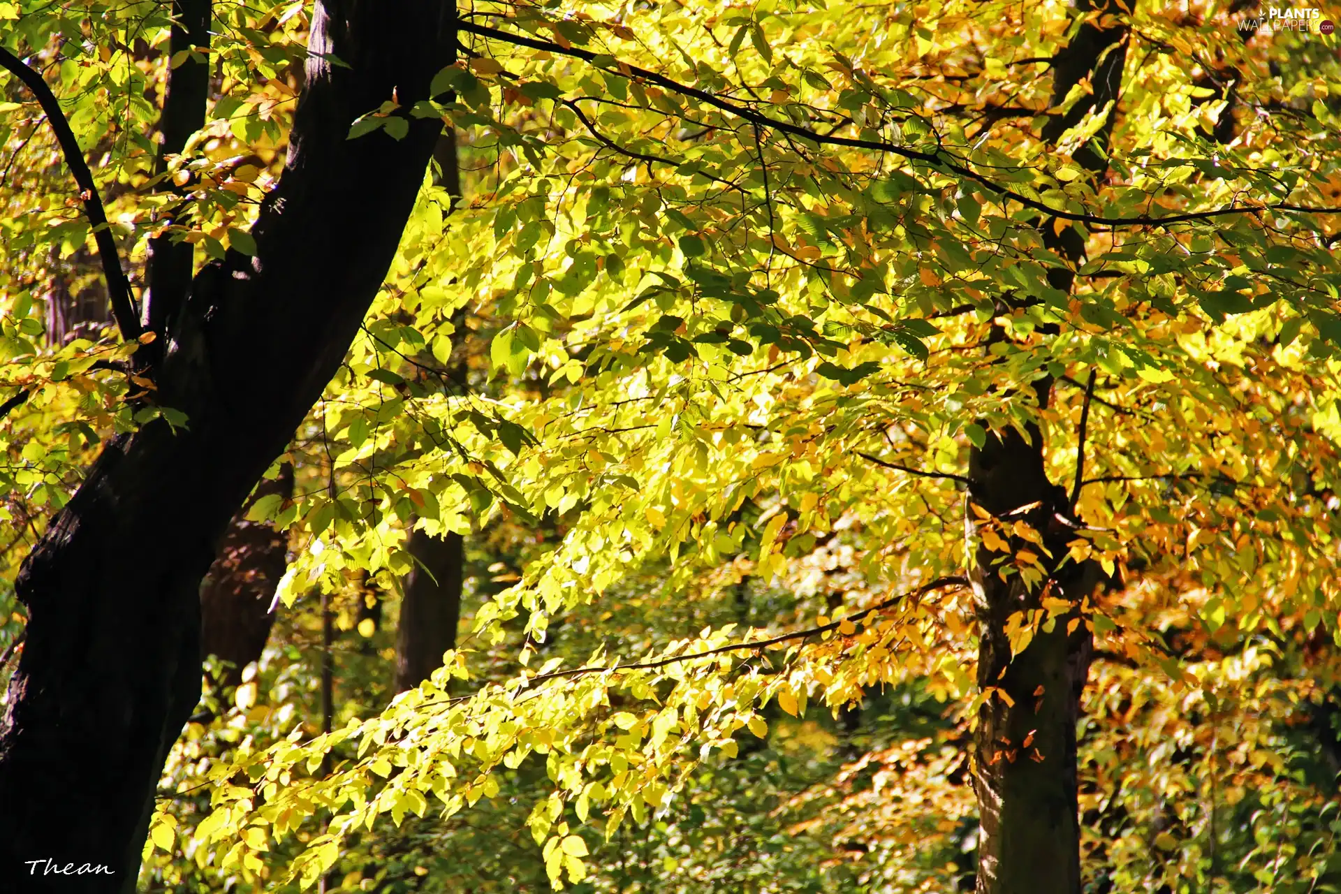 Autumn, trees, viewes, Leaf