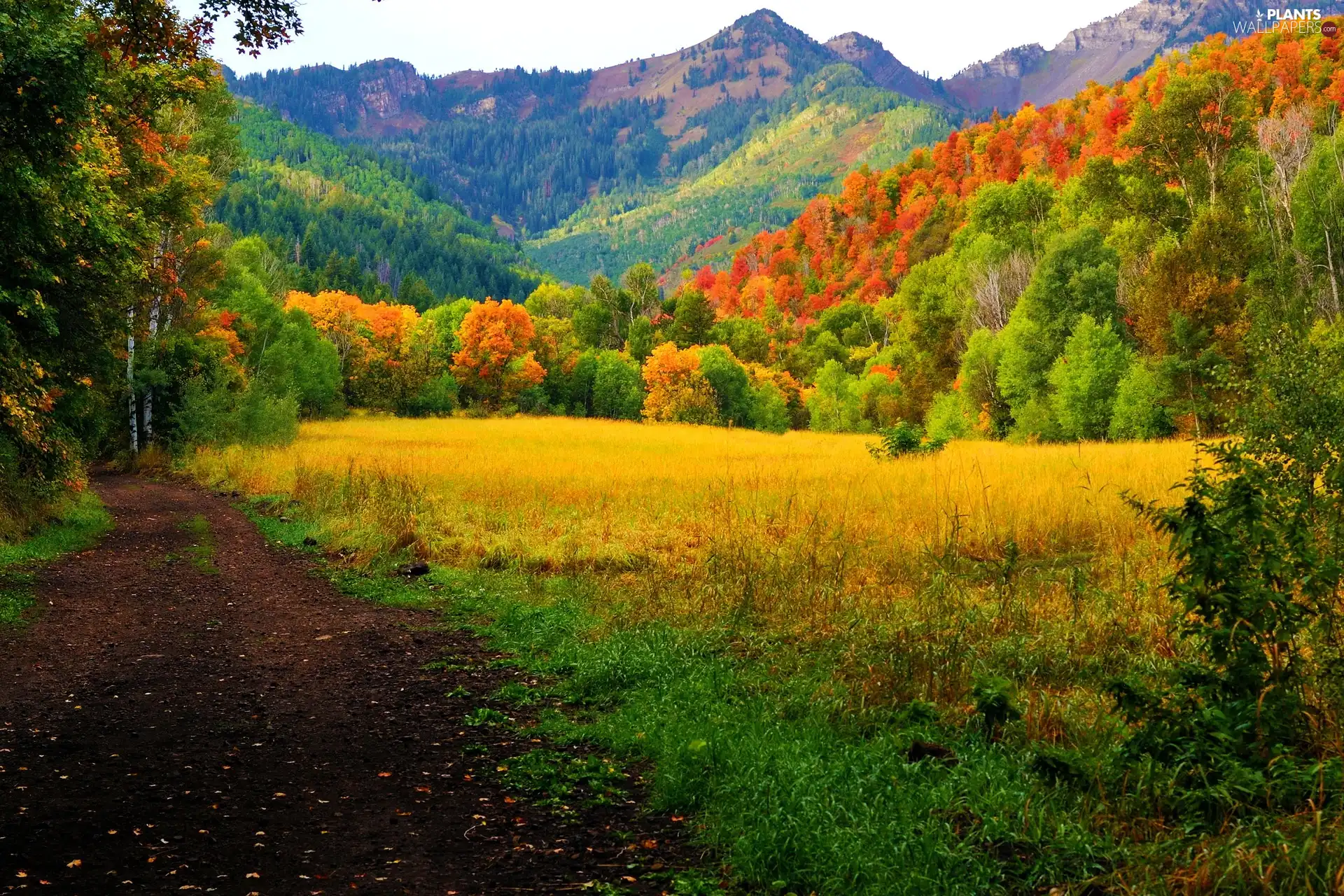 color, Mountains, viewes, autumn, trees, woods