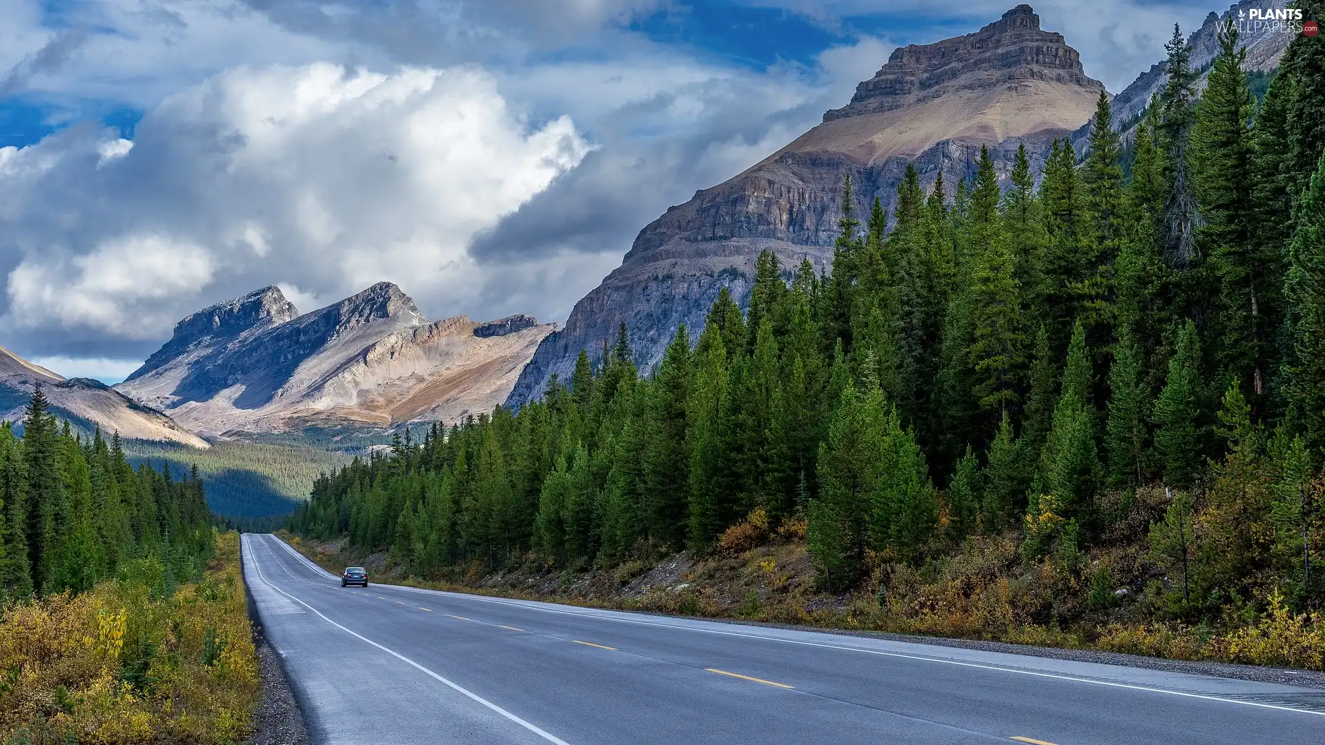 Way, rocky mountains, Automobile, forest, Province of Alberta, Canada, viewes, Spruces, trees