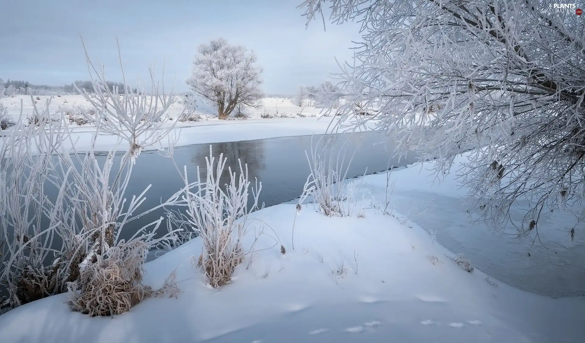 snow, winter, trees, viewes, Plants, River