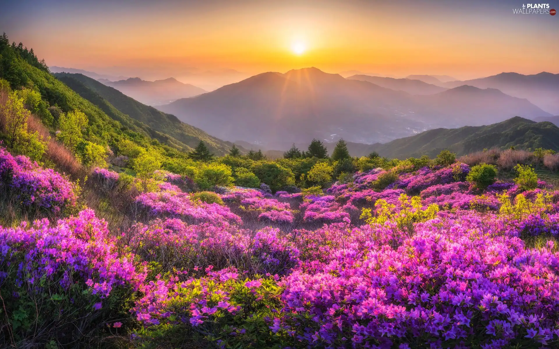Fog, Mountains, trees, viewes, rhododendron, Sunrise