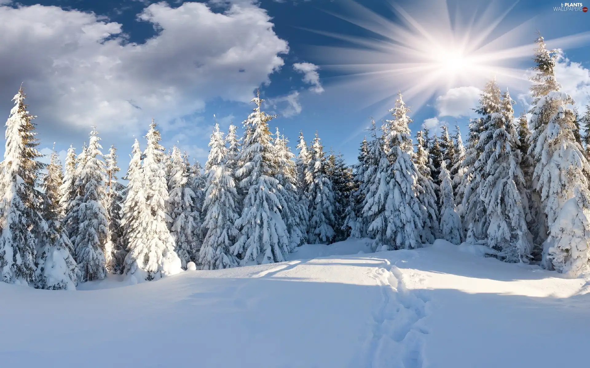 Covered, snow, trees, viewes, rays of the Sun