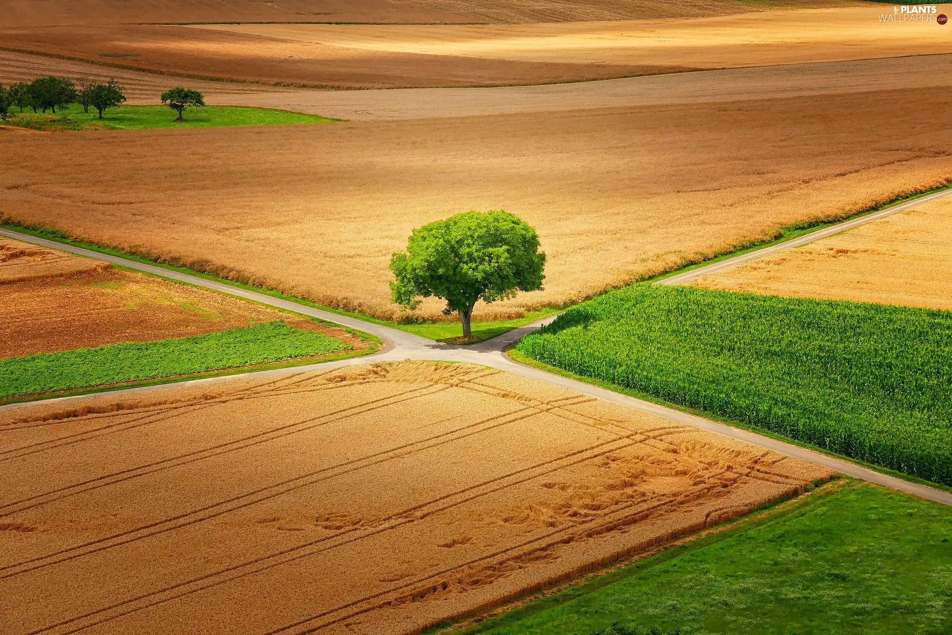 viewes, Fields, trees