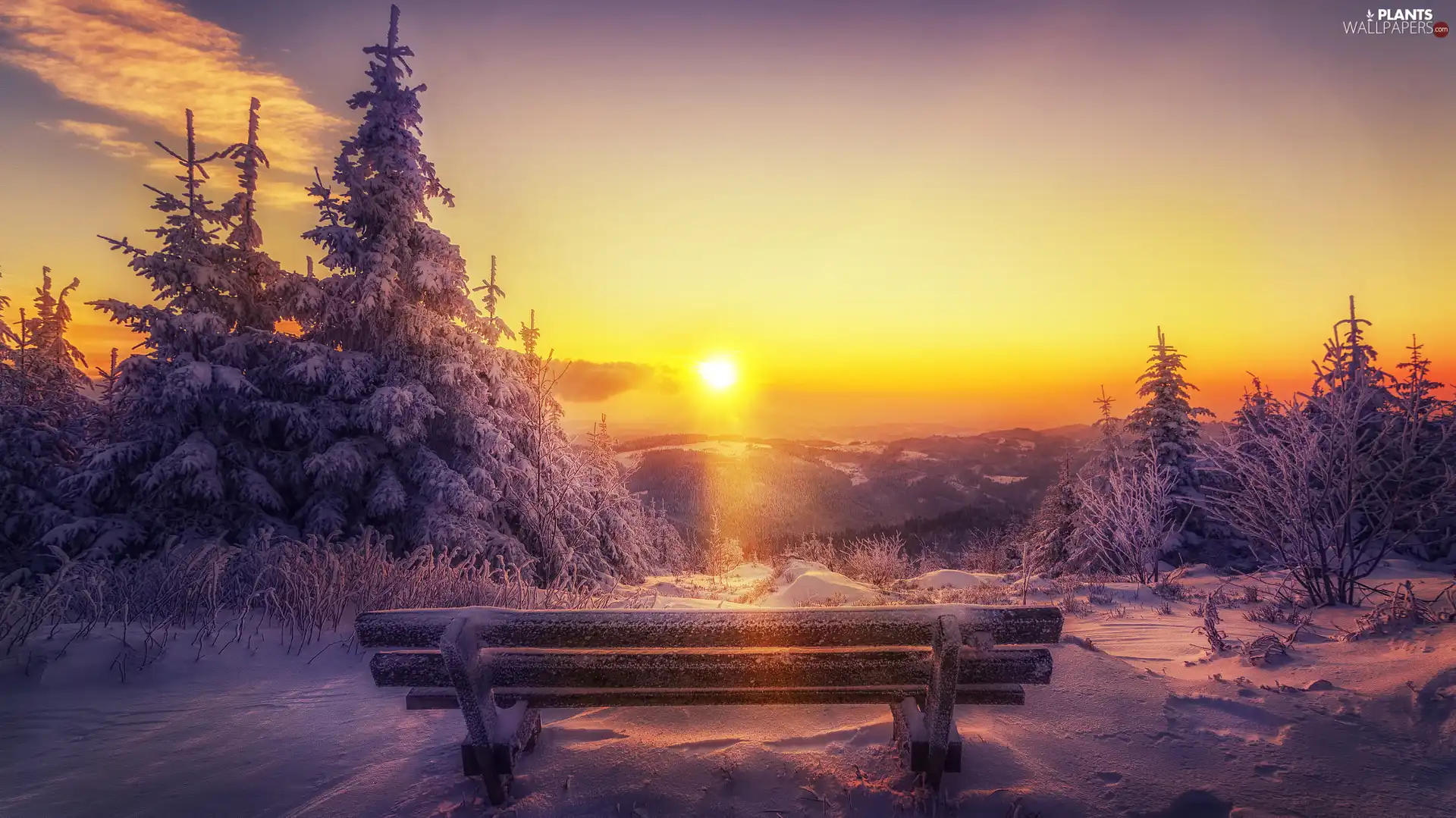 viewes, Spruces, winter, Bench, Great Sunsets, trees, Mountains, snow