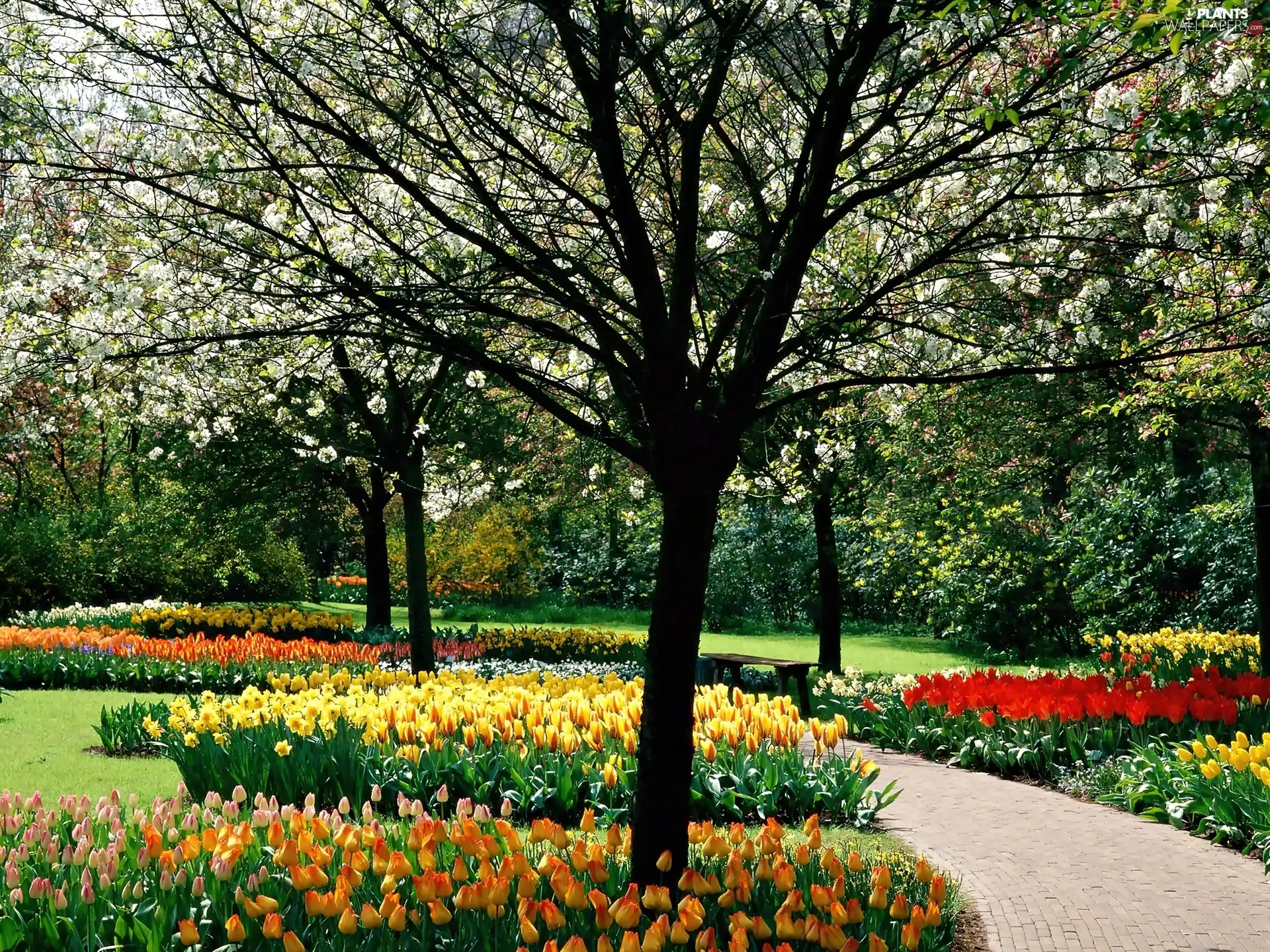 trees, Park, color, flourishing, spring, viewes, Tulips
