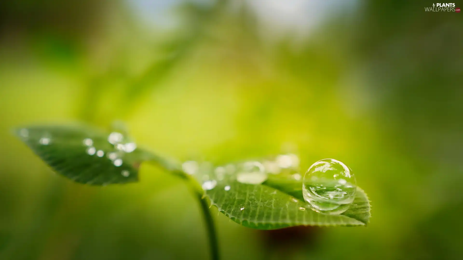 Close, droplets, water, Leaf