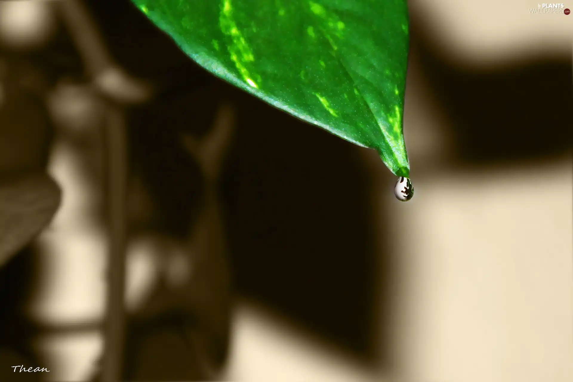 water, leaf, droplet