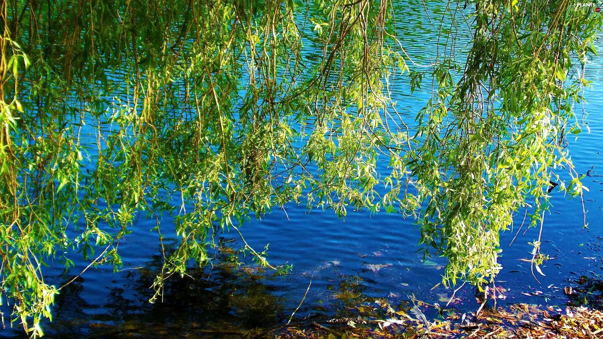 water, Willow, Leaf