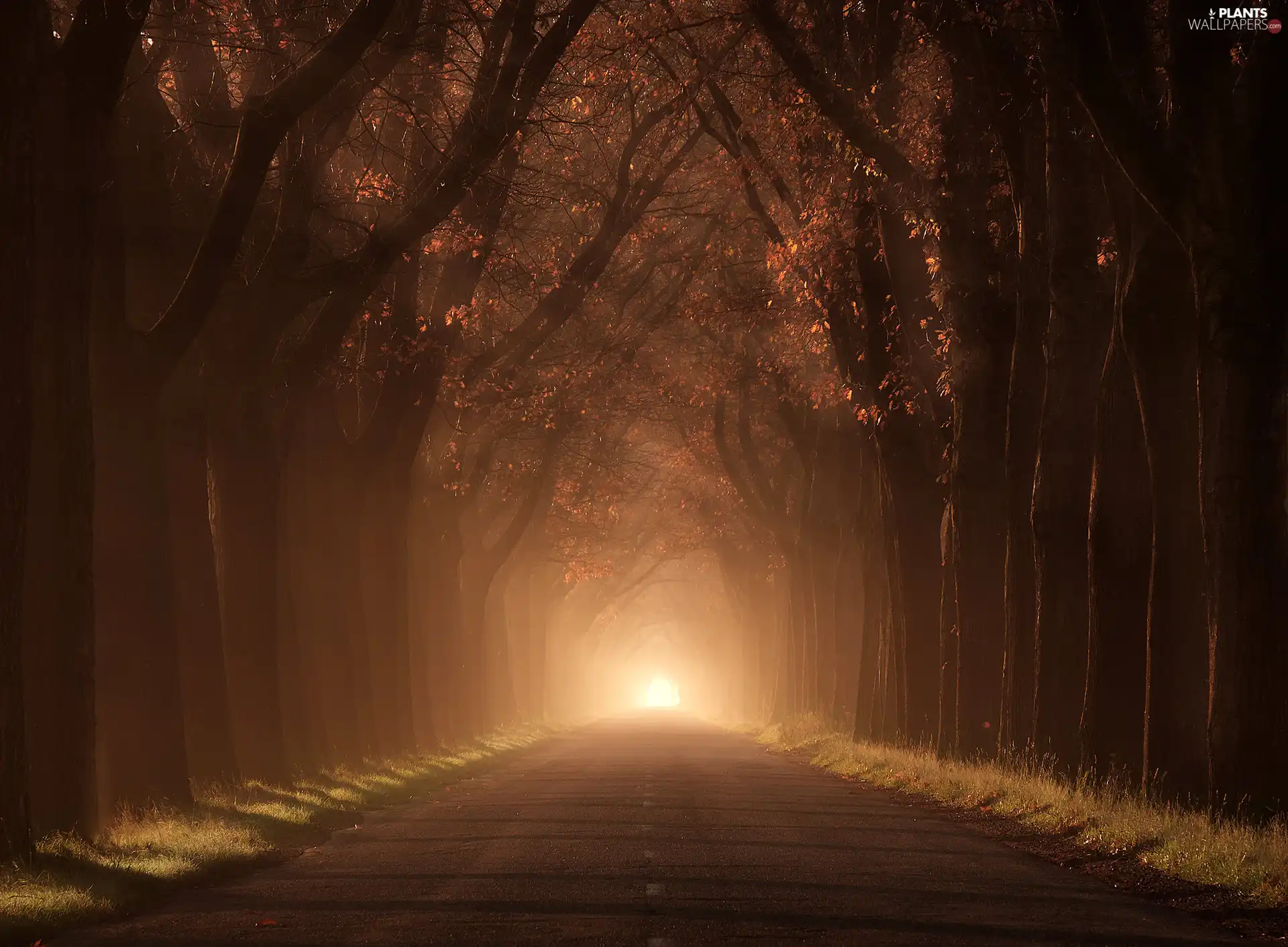 Fog, autumn, trees, Way, forest, illuminated, viewes