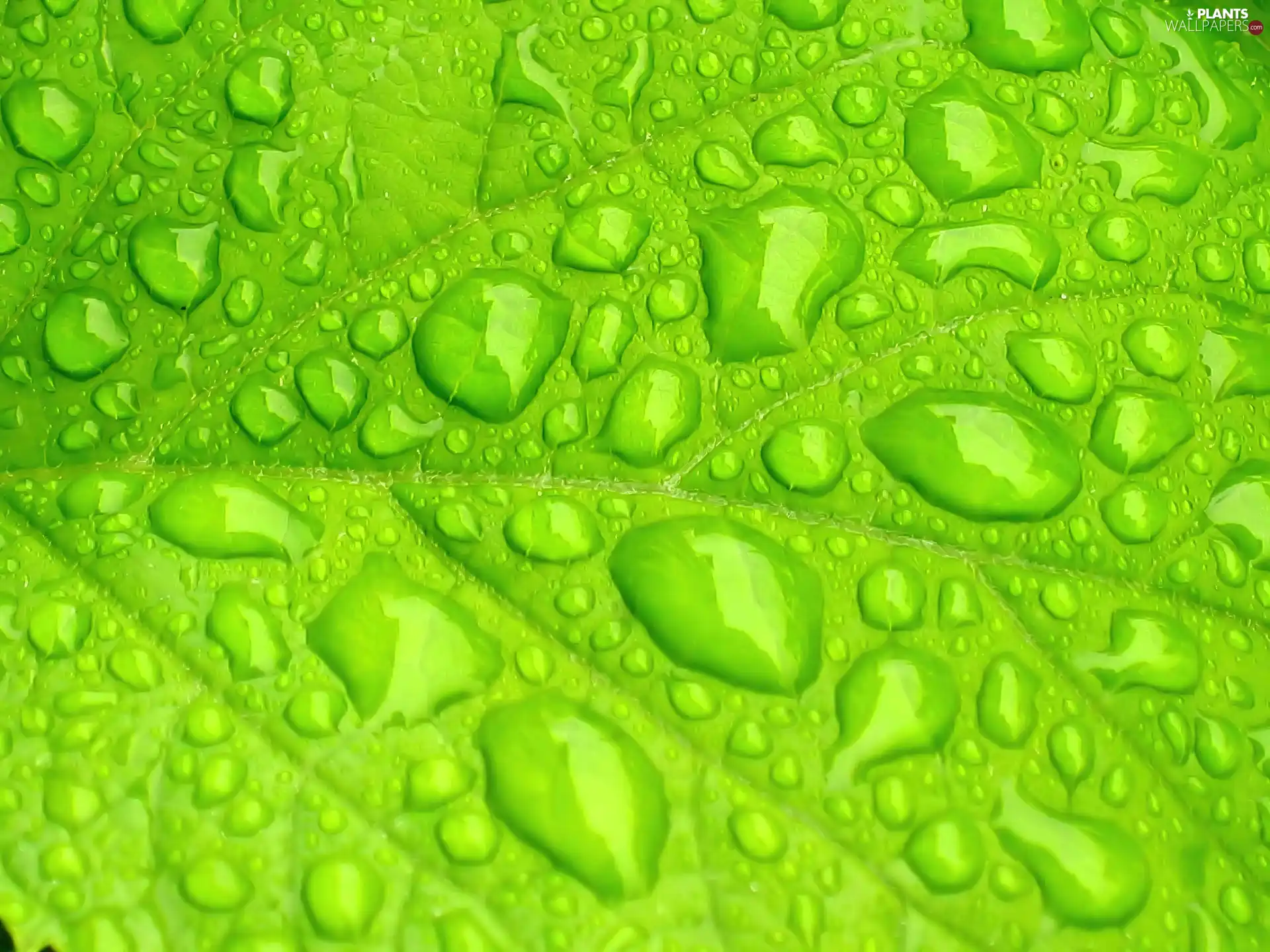 leaf, Light Green, wet