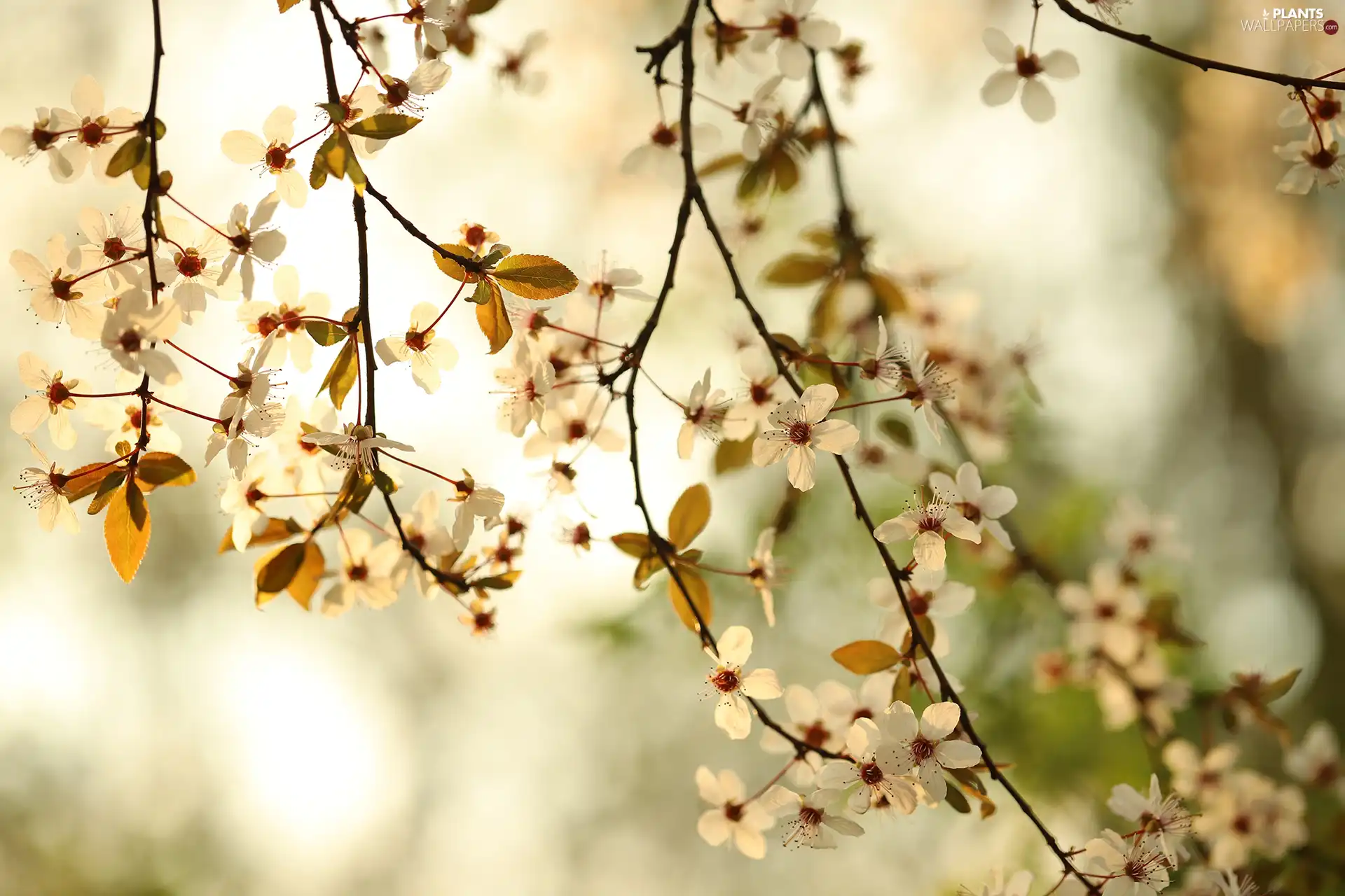 Twigs, blurry background, White, Flowers, Fruit Tree