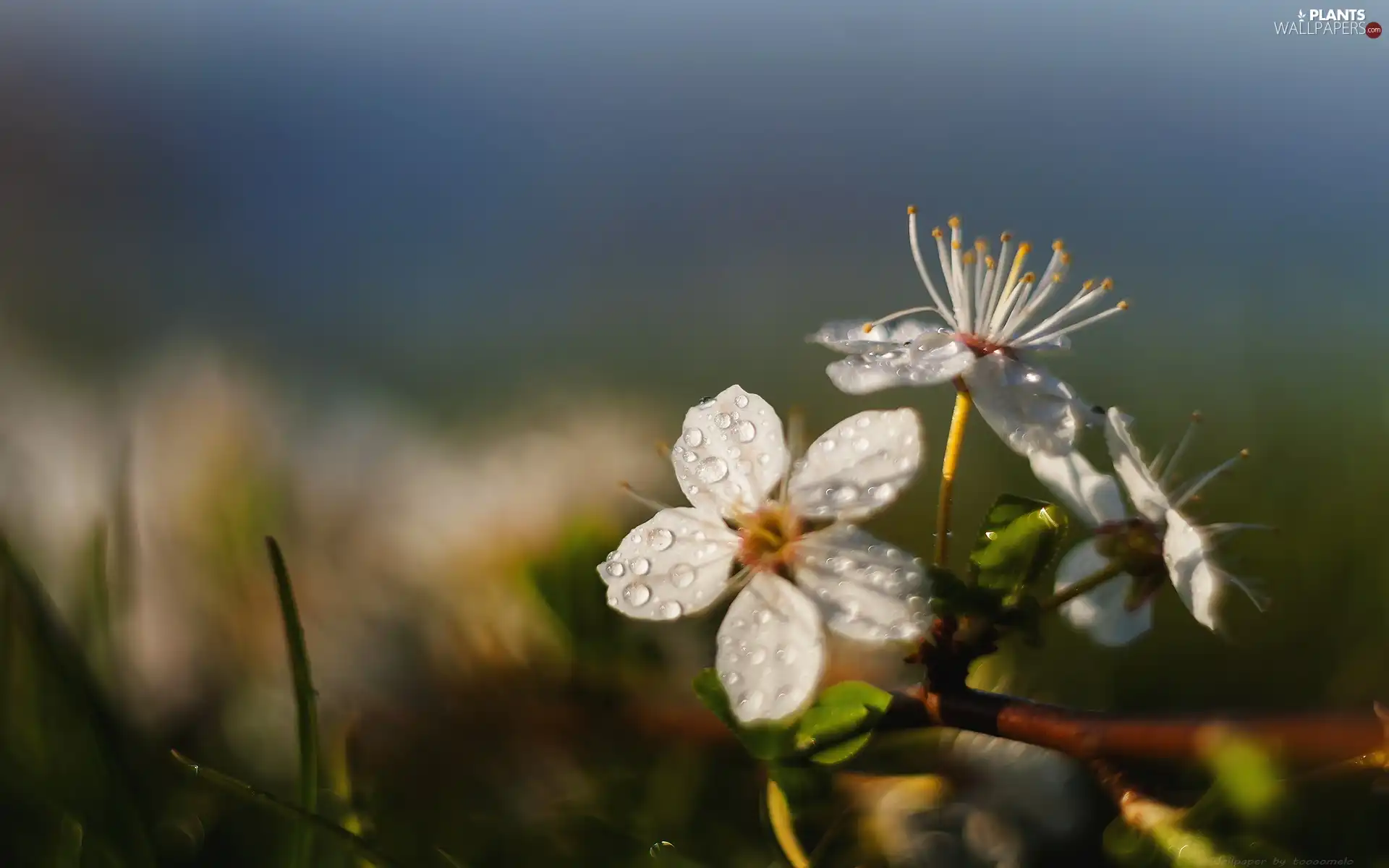 sapling, Bush Nikon + Helios 44, White, twig, Colourfull Flowers
