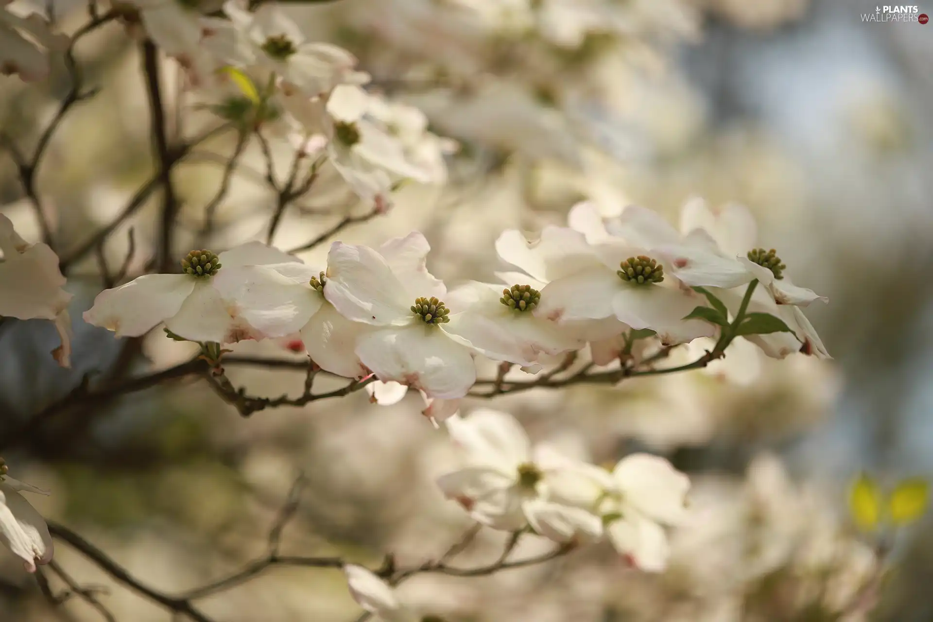 Flowers, Flowering Dogwood, White