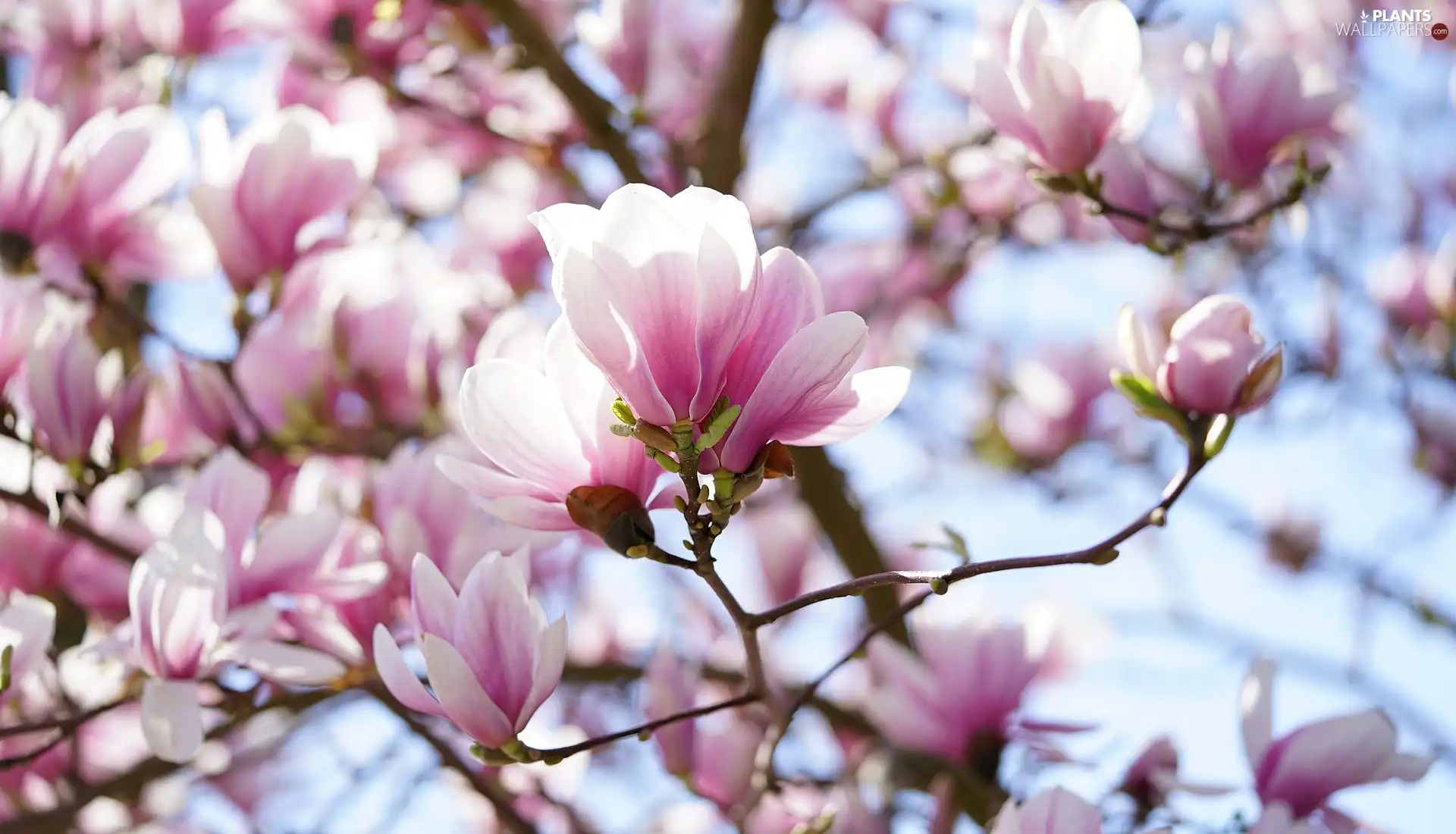 Pink-White, Magnolia, Twigs, Flowers