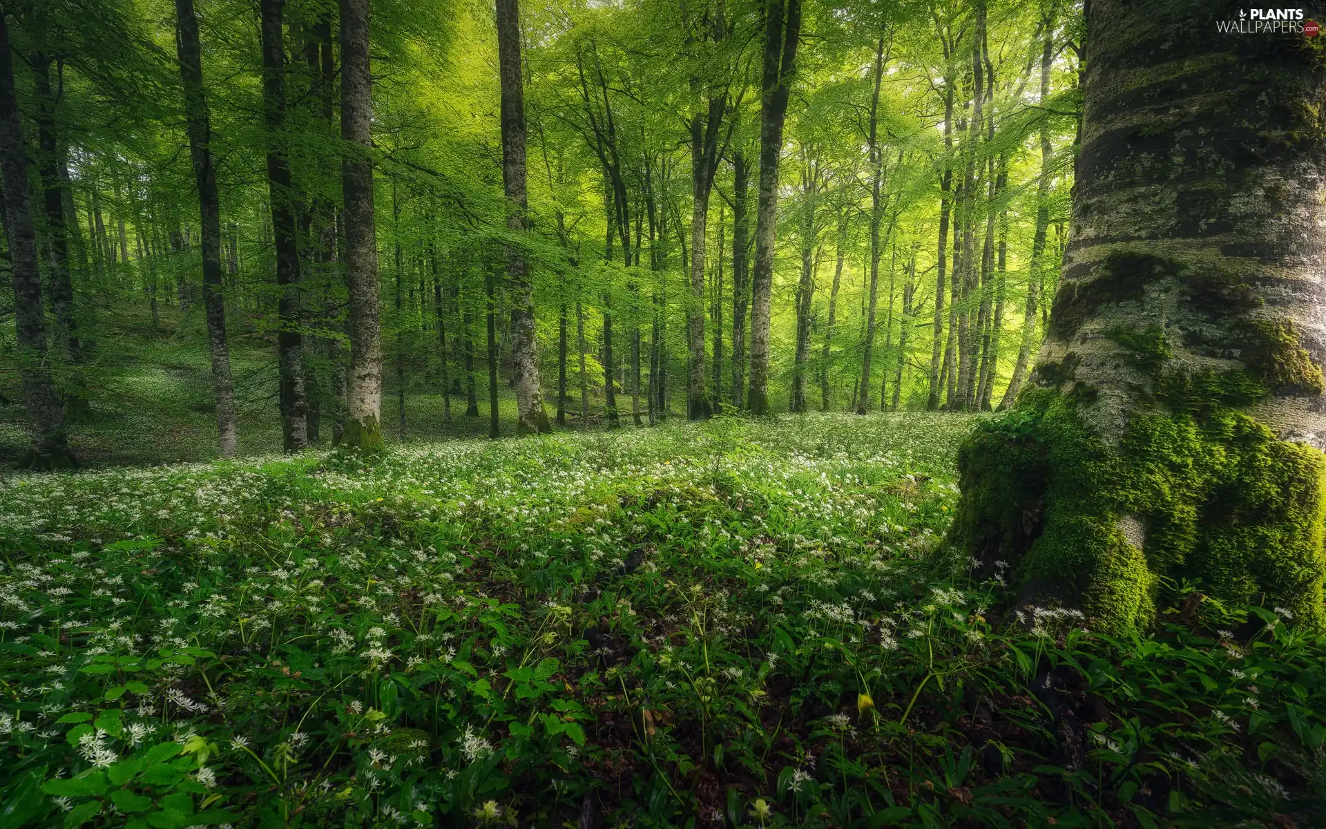viewes, forest, Flowers, Wild Garlic, White, trees