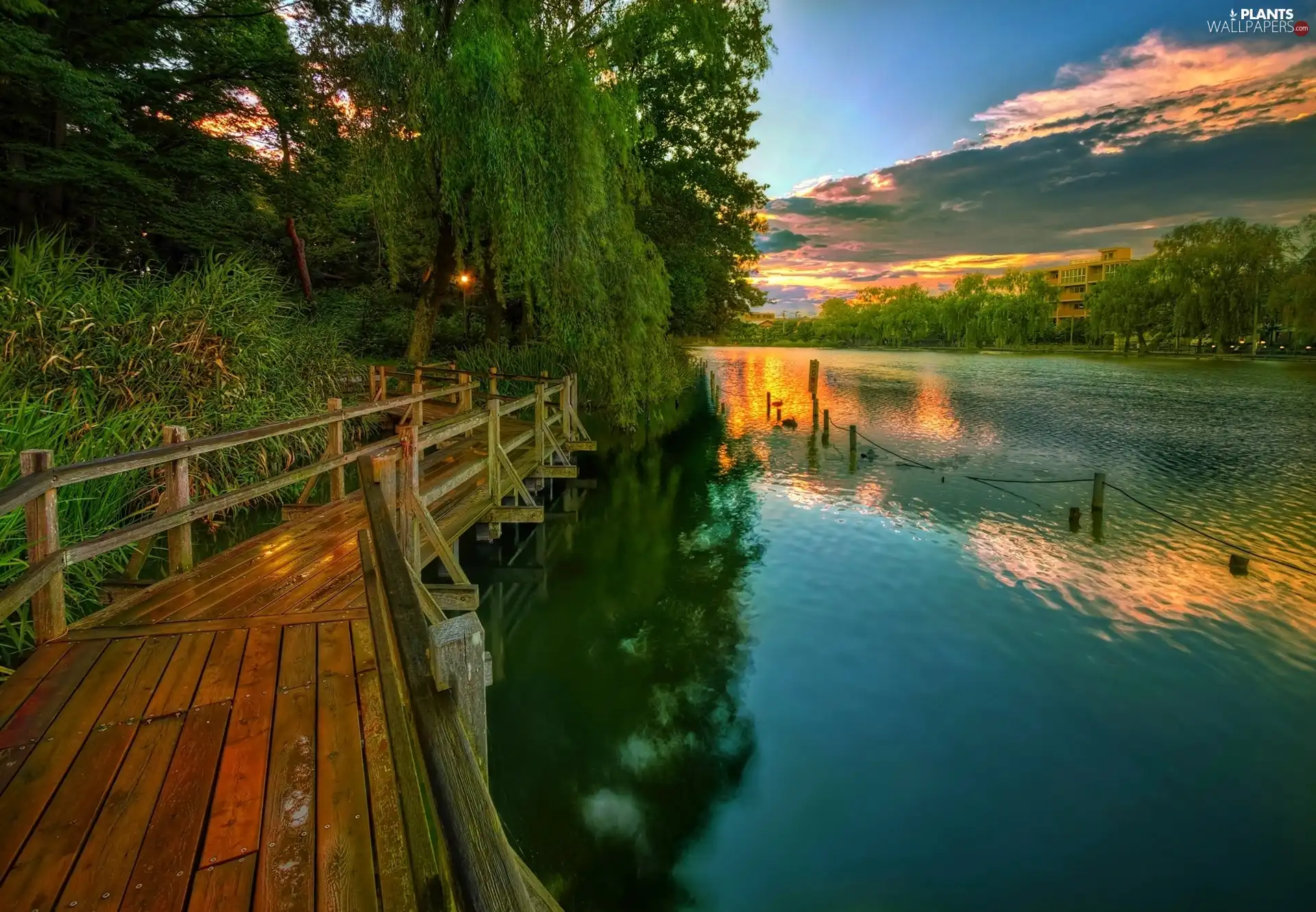 lake, Platform, Willow, Great Sunsets