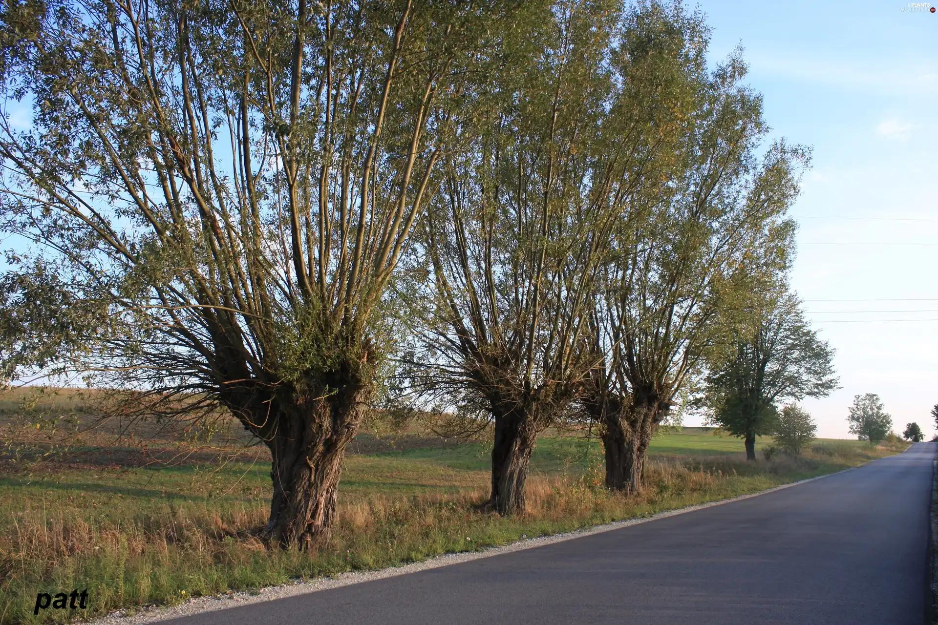 roadside, willow