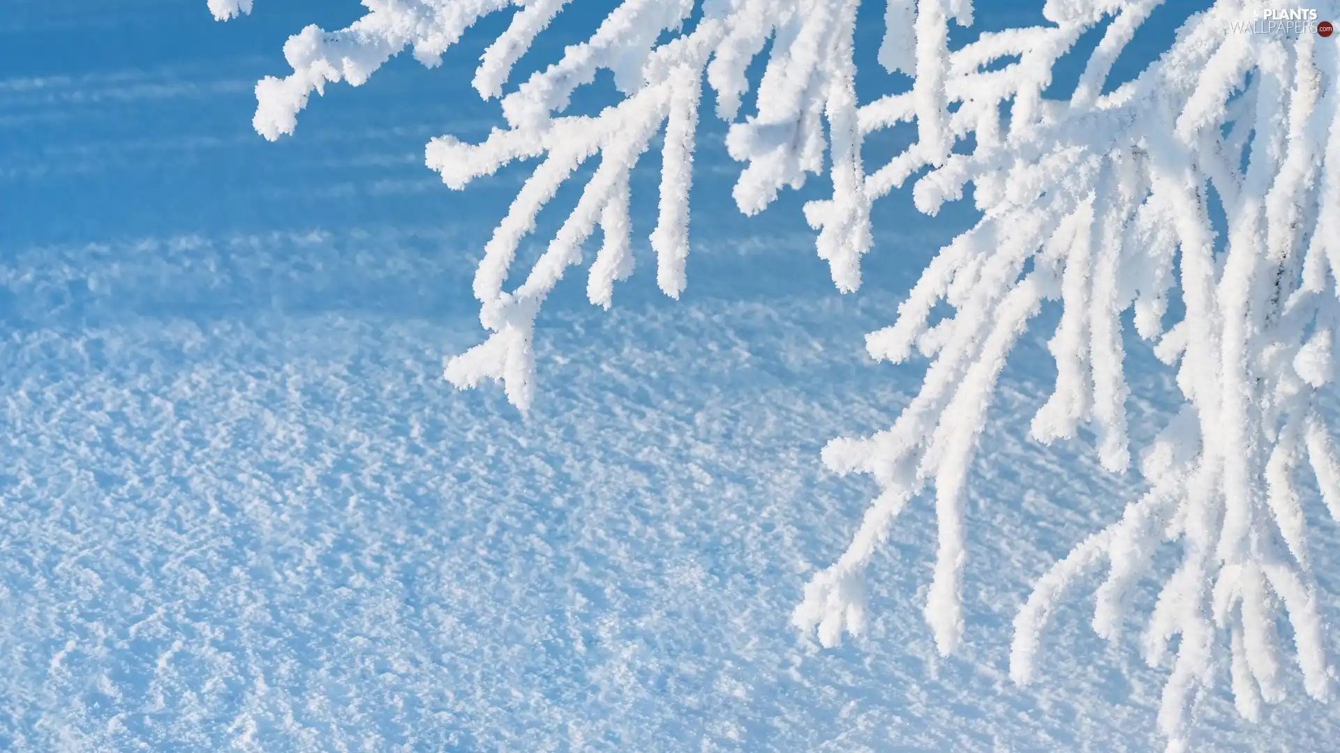 frosty, snow, winter, trees