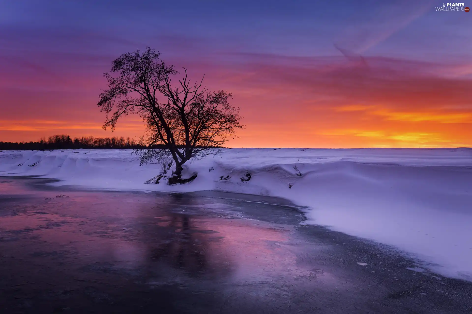 trees, River, snow, winter, Great Sunsets, Icecream