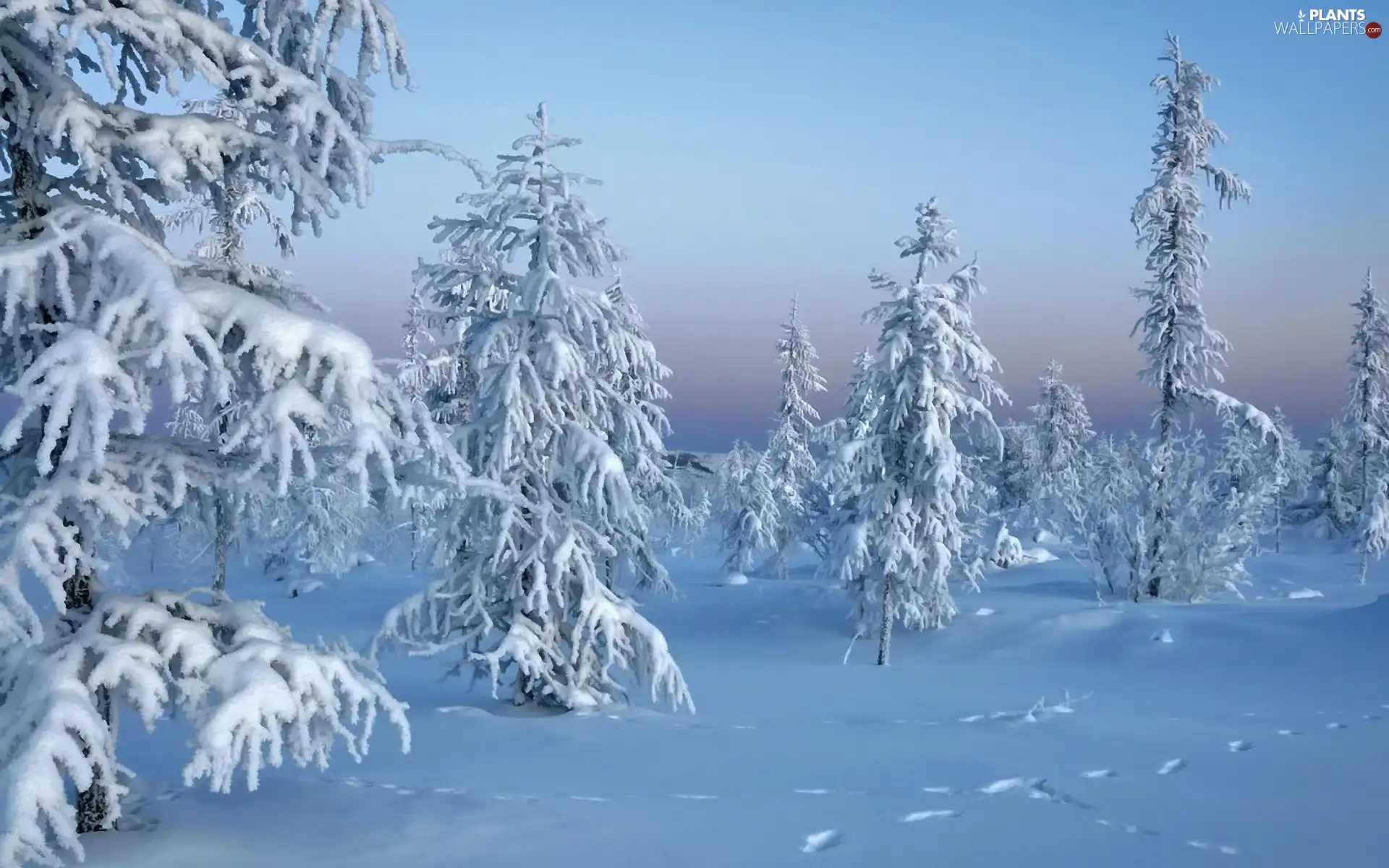 trees, Snowy, winter, viewes